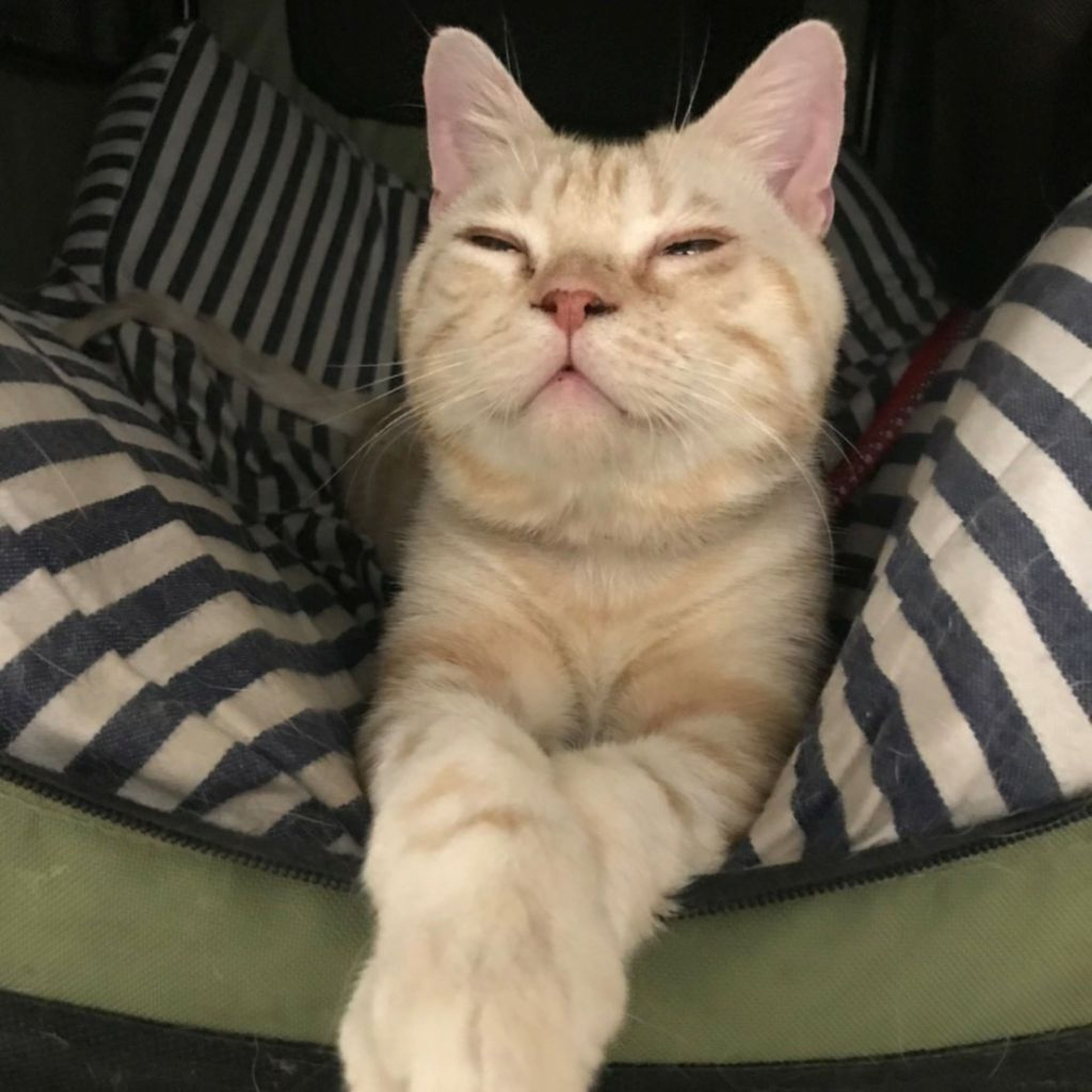 pet-image-5