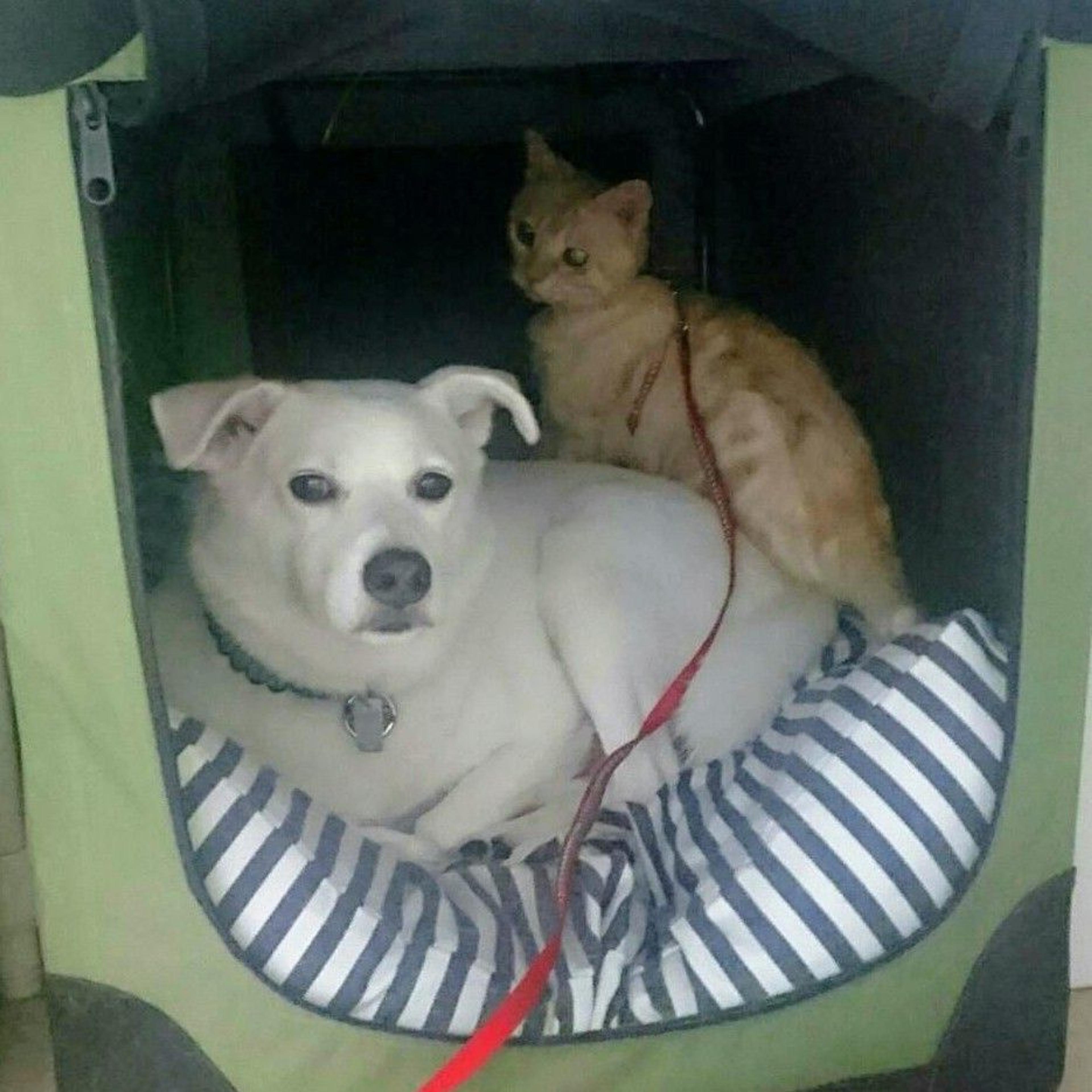 pet-image-6