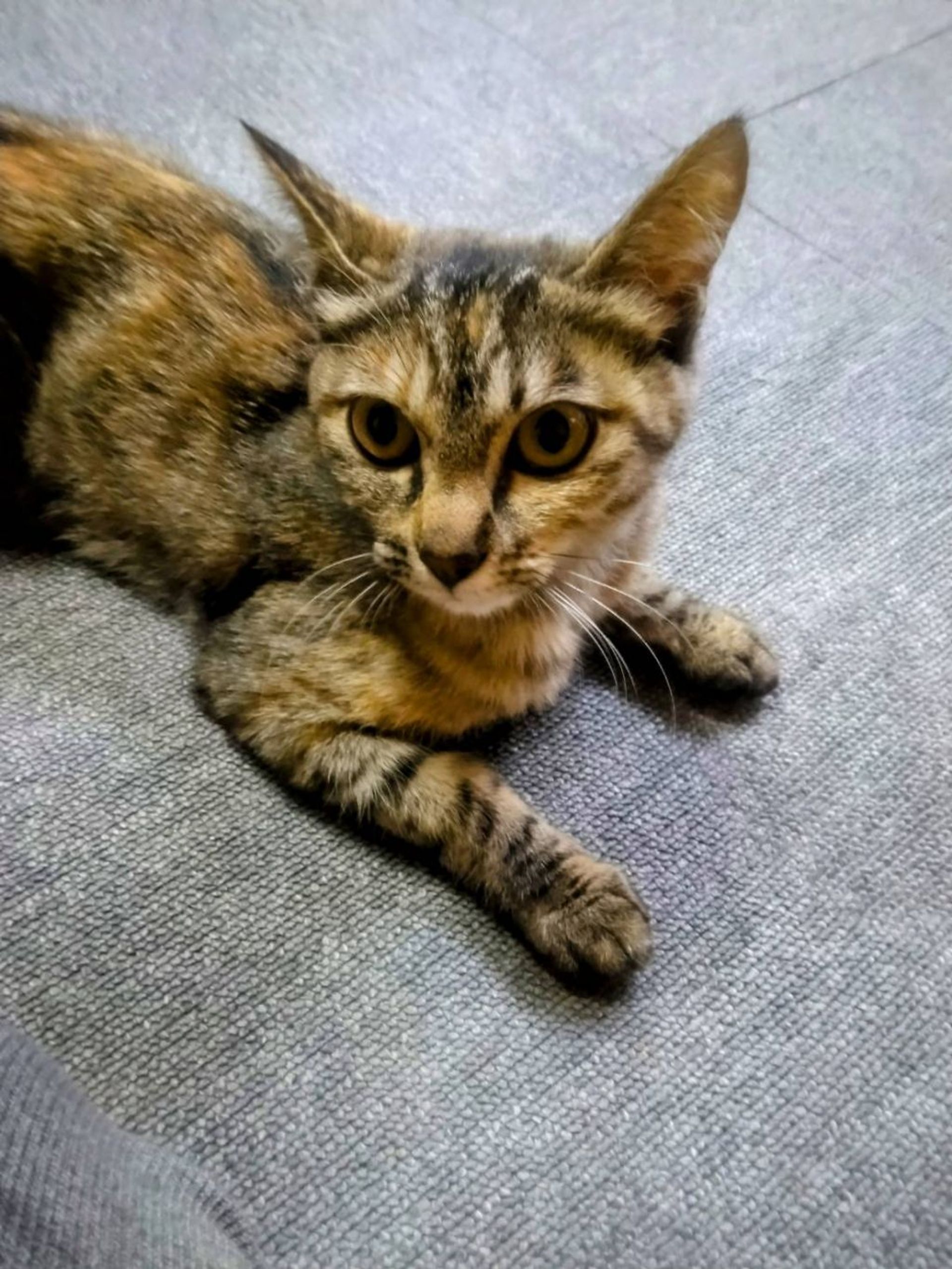 日本猫・メスの里親募集の写真