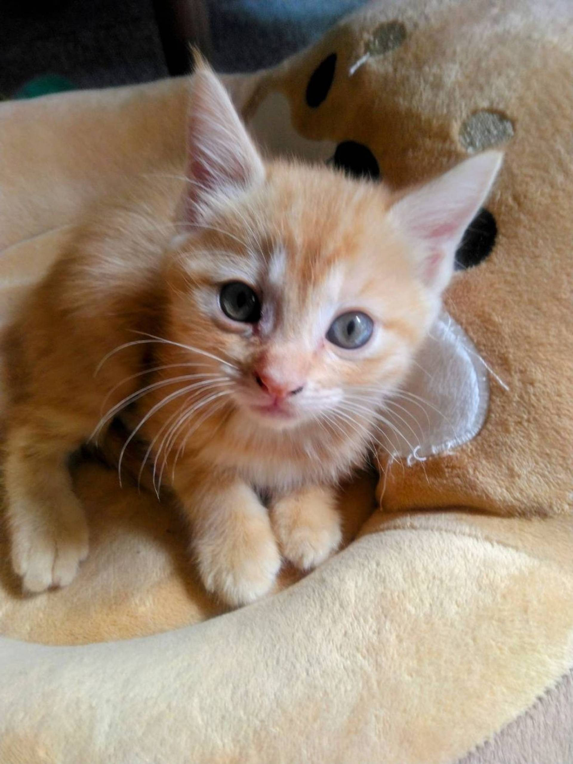 日本猫・メスの里親募集の写真