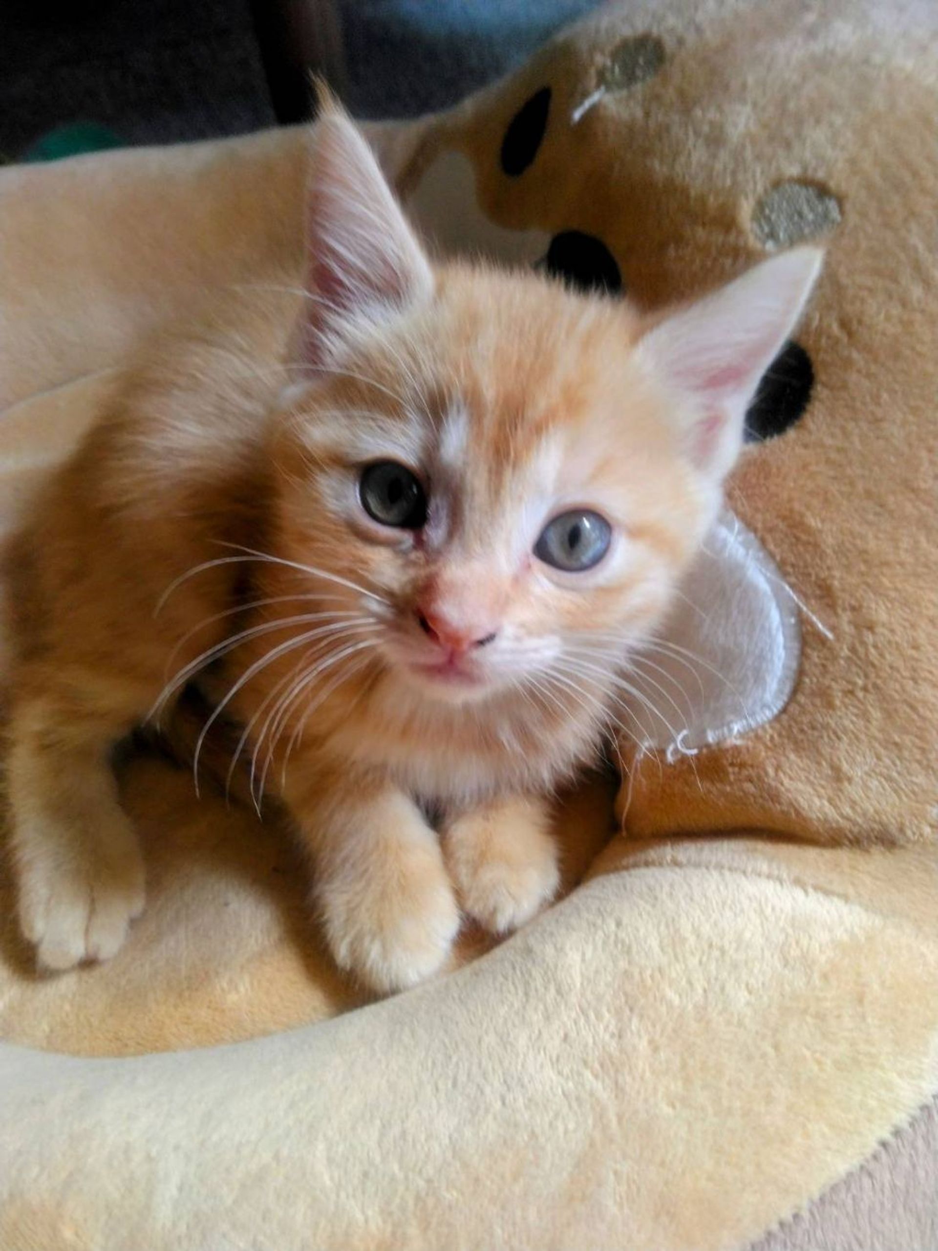 日本猫・メスの里親募集の写真