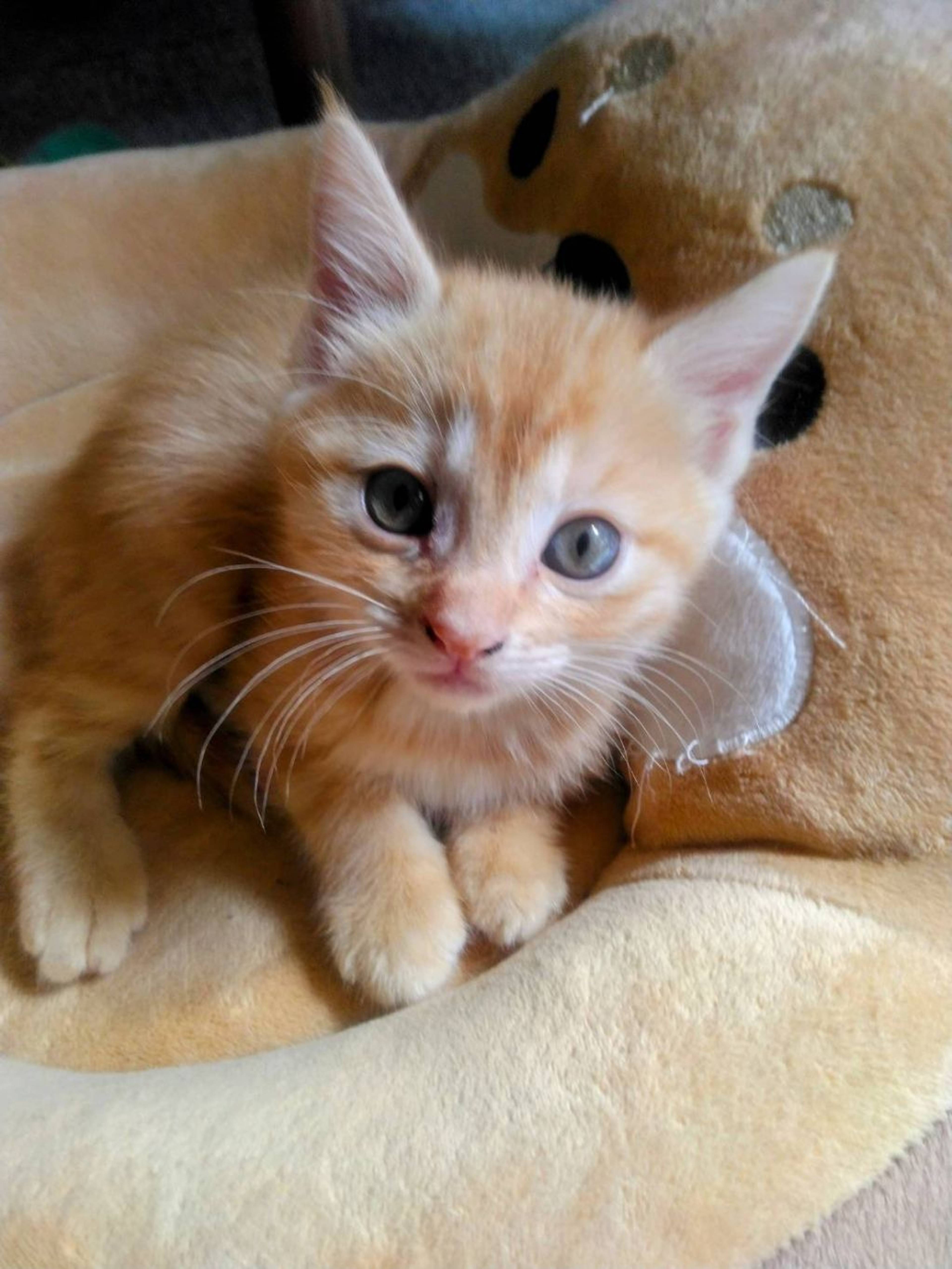 日本猫・メスの里親募集の写真