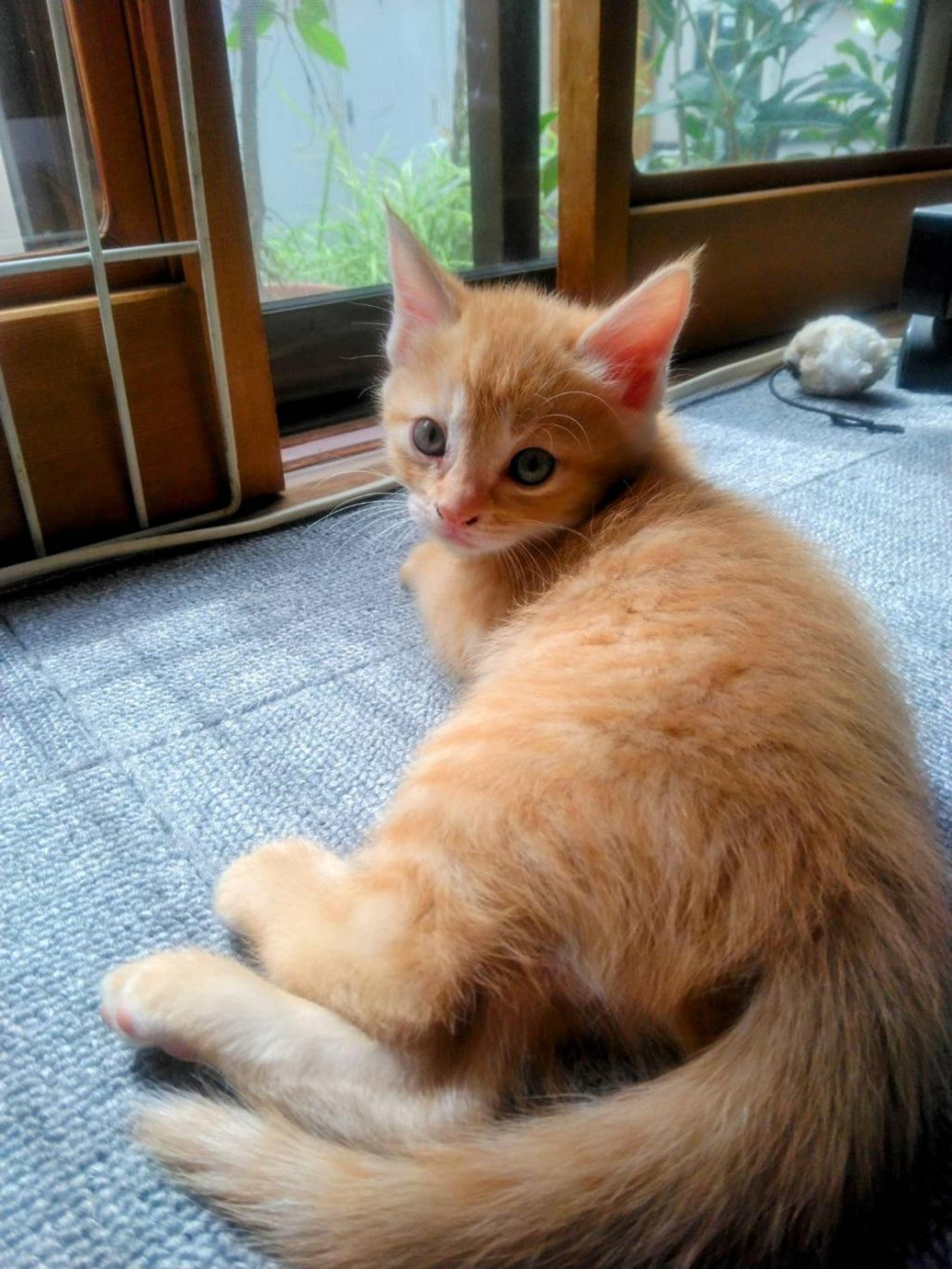 pet-image-2