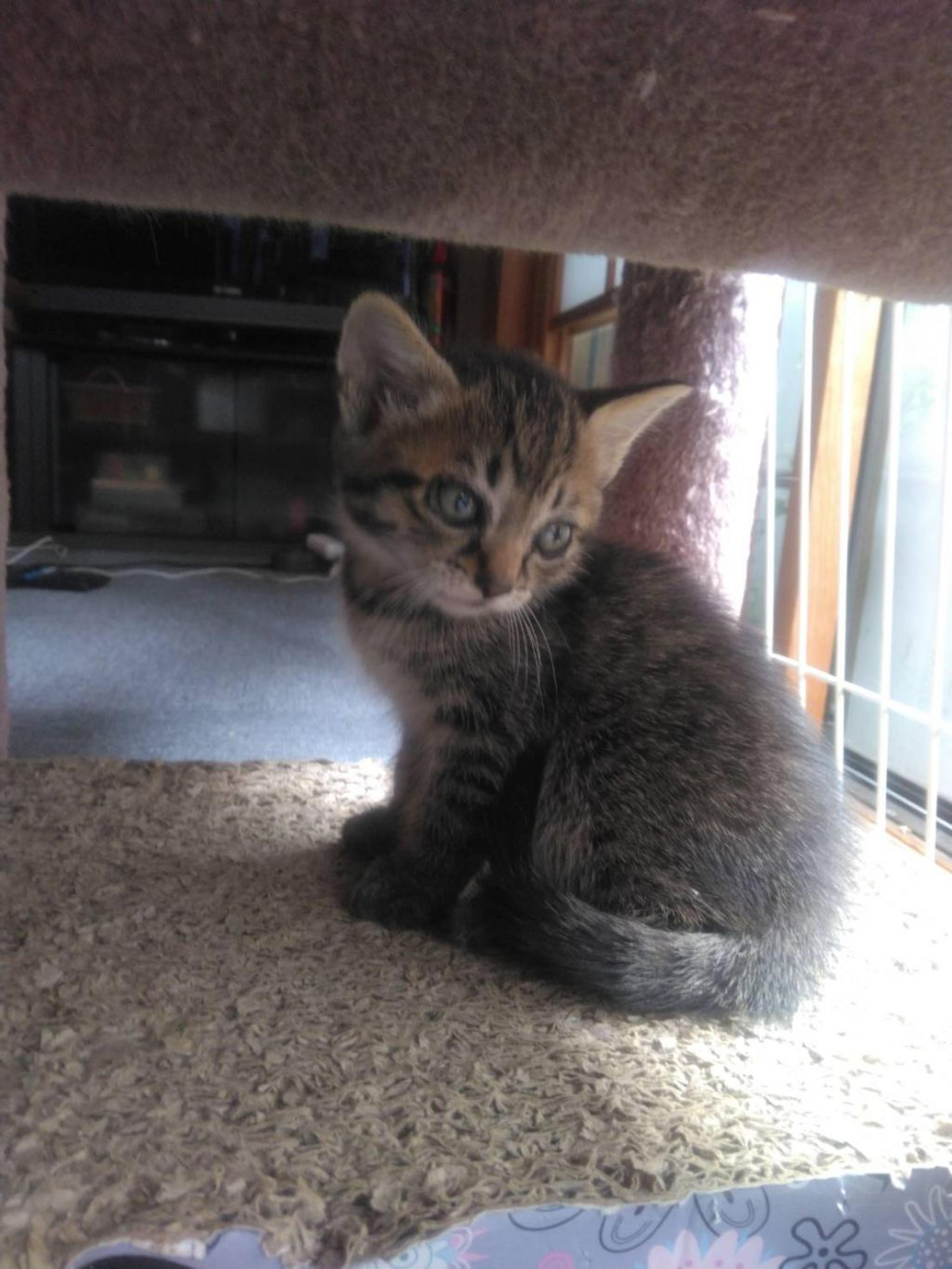 pet-image-2