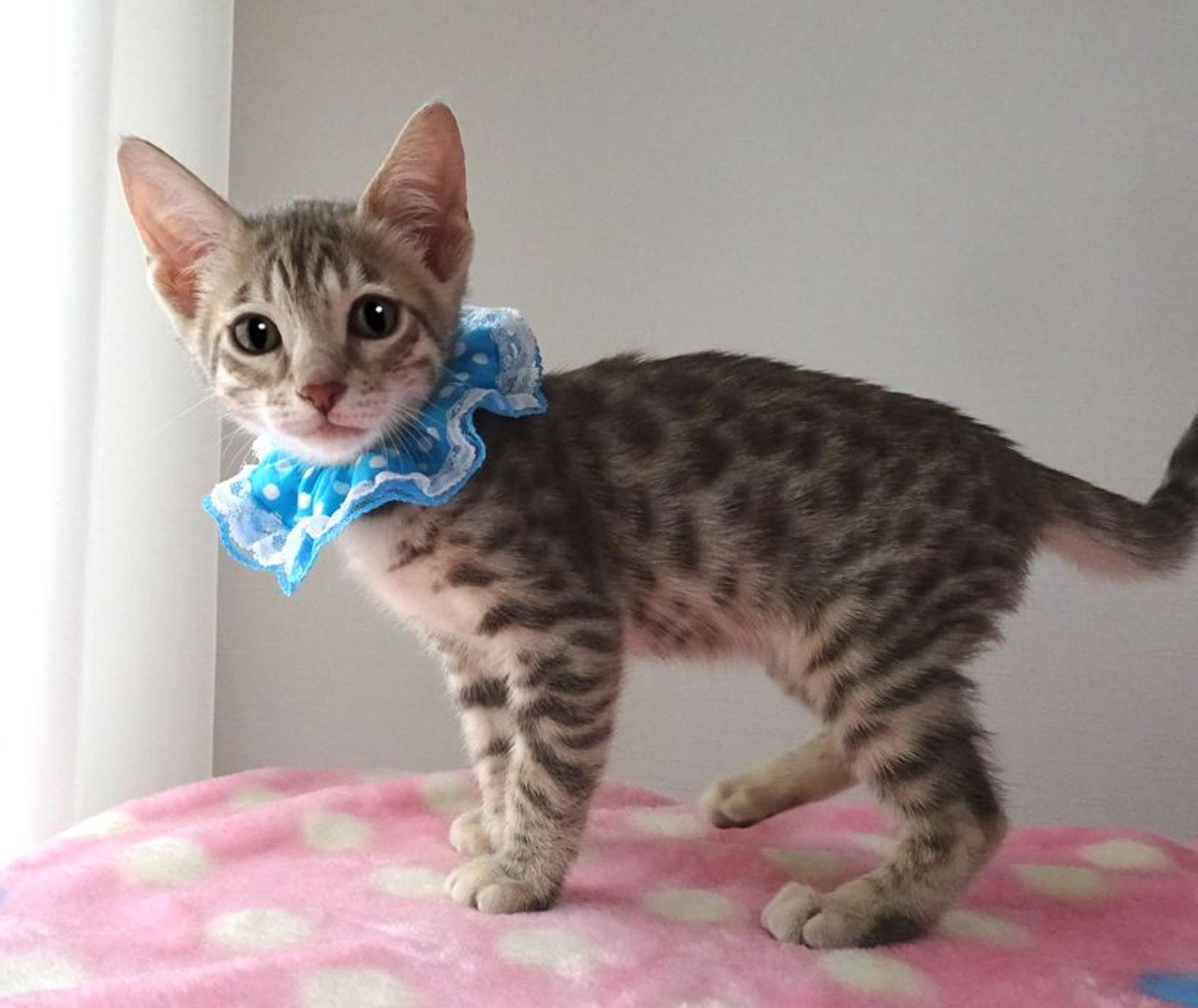 pet-image-4