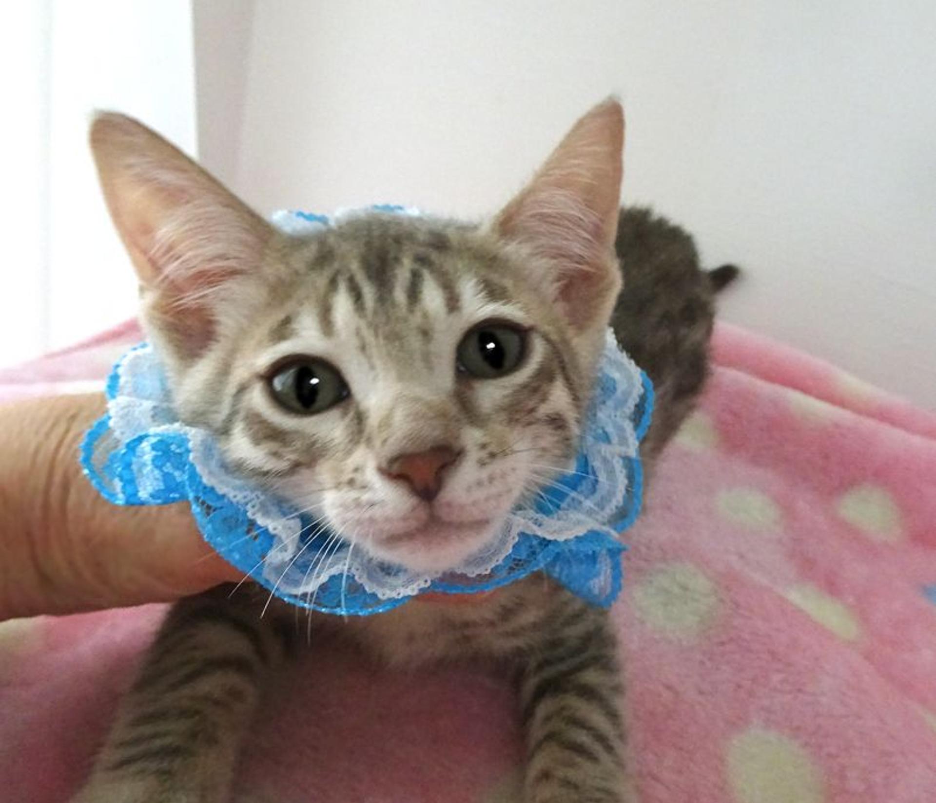 pet-image-5