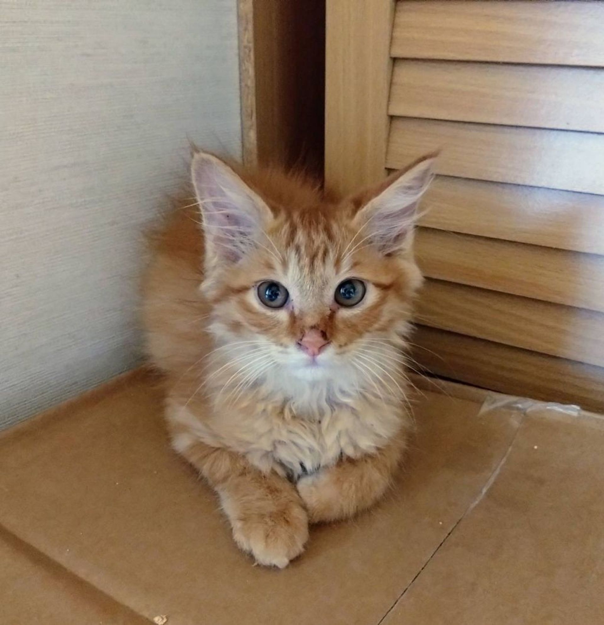 雑種（ミックス猫）・オスの里親募集の写真