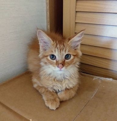 あらしの写真