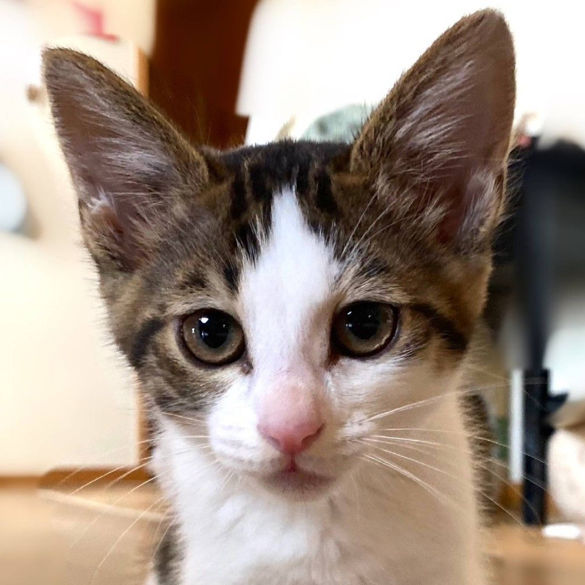 雑種（ミックス猫）・メスの里親募集の写真