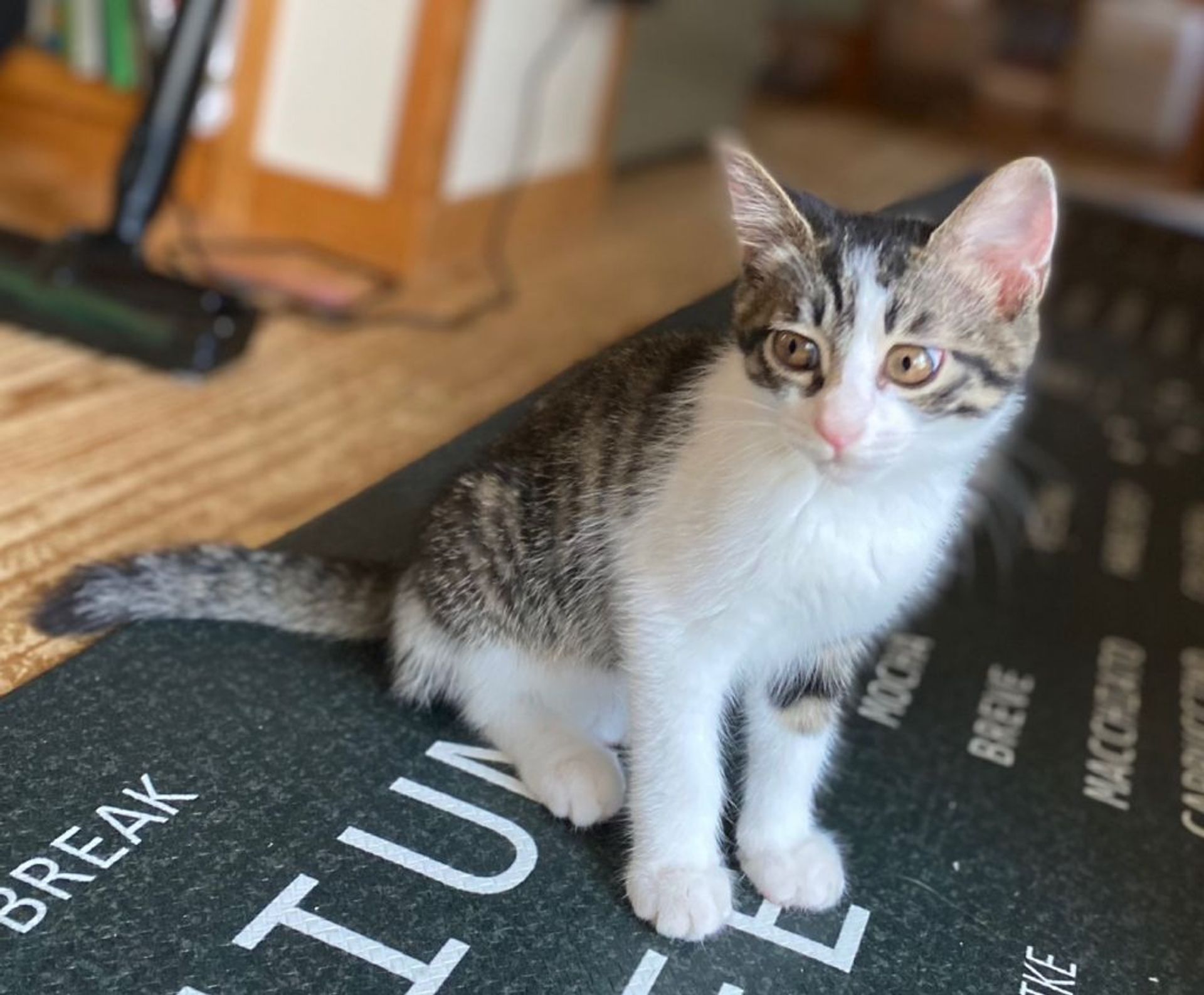 雑種（ミックス猫）・オスの里親募集の写真