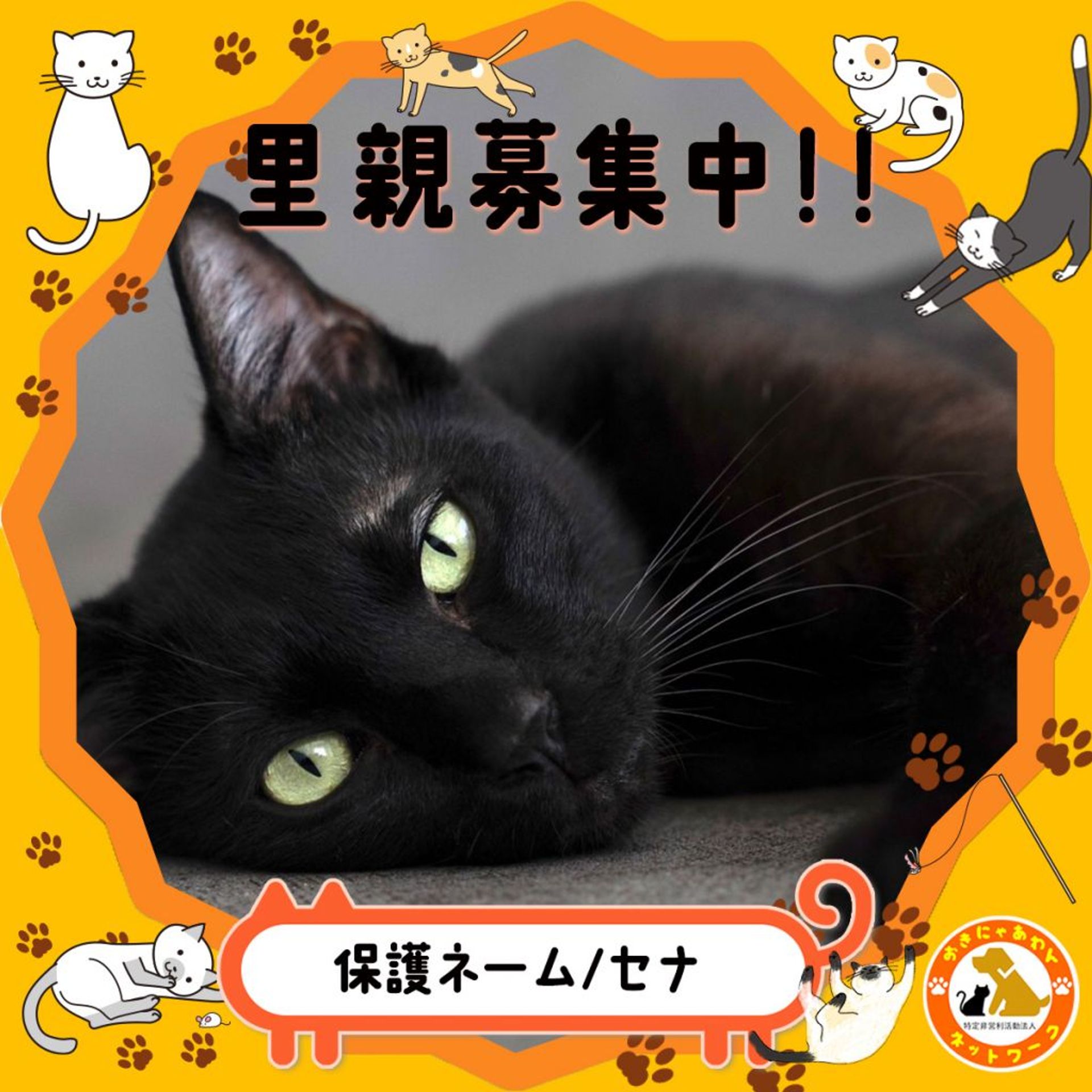 雑種（ミックス猫）・オスの里親募集の写真