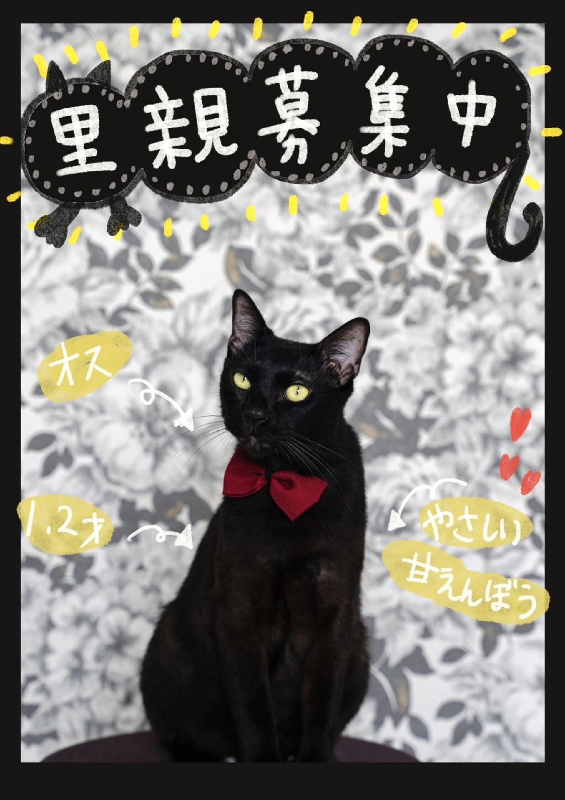 pet-image-2
