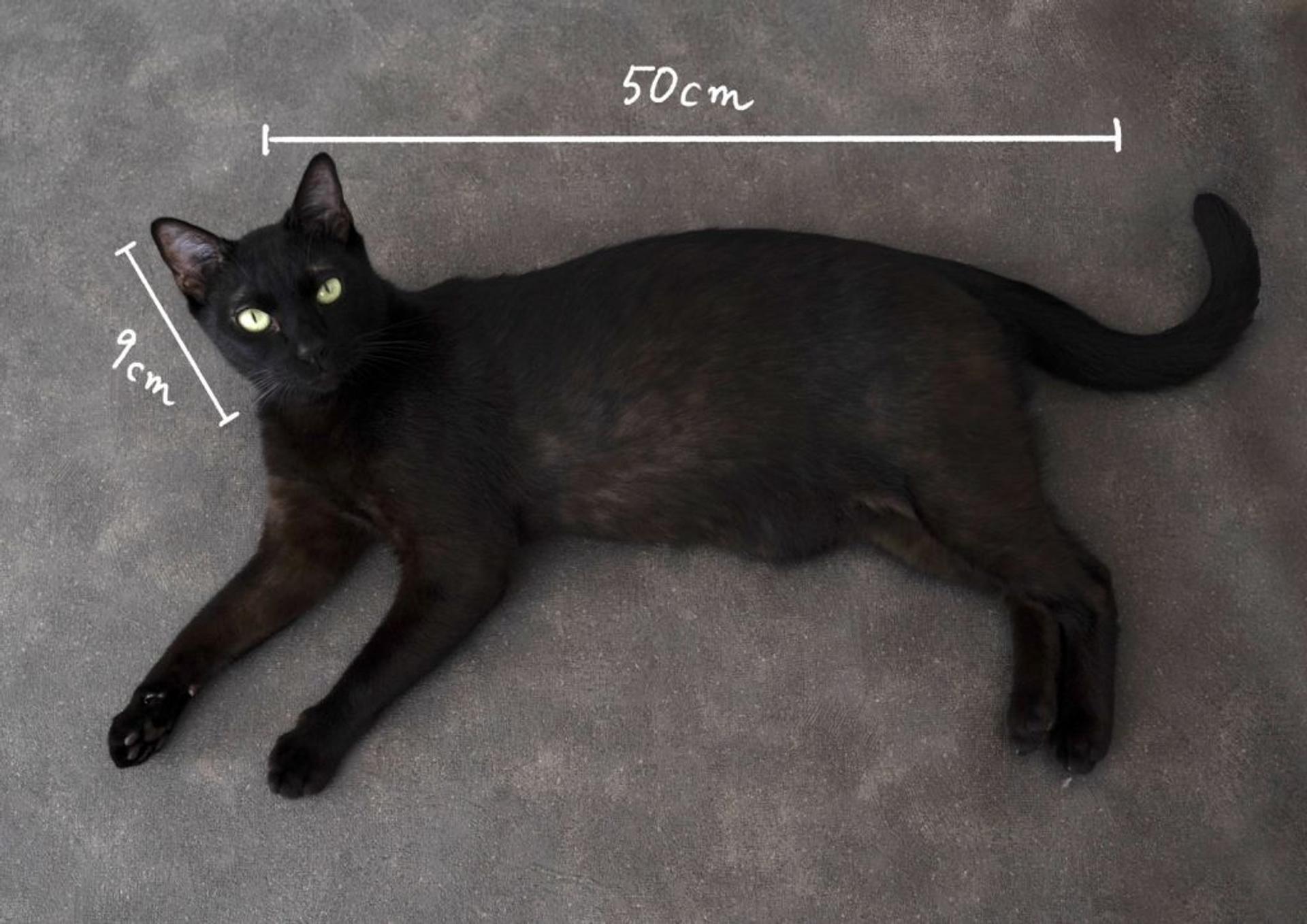 pet-image-3