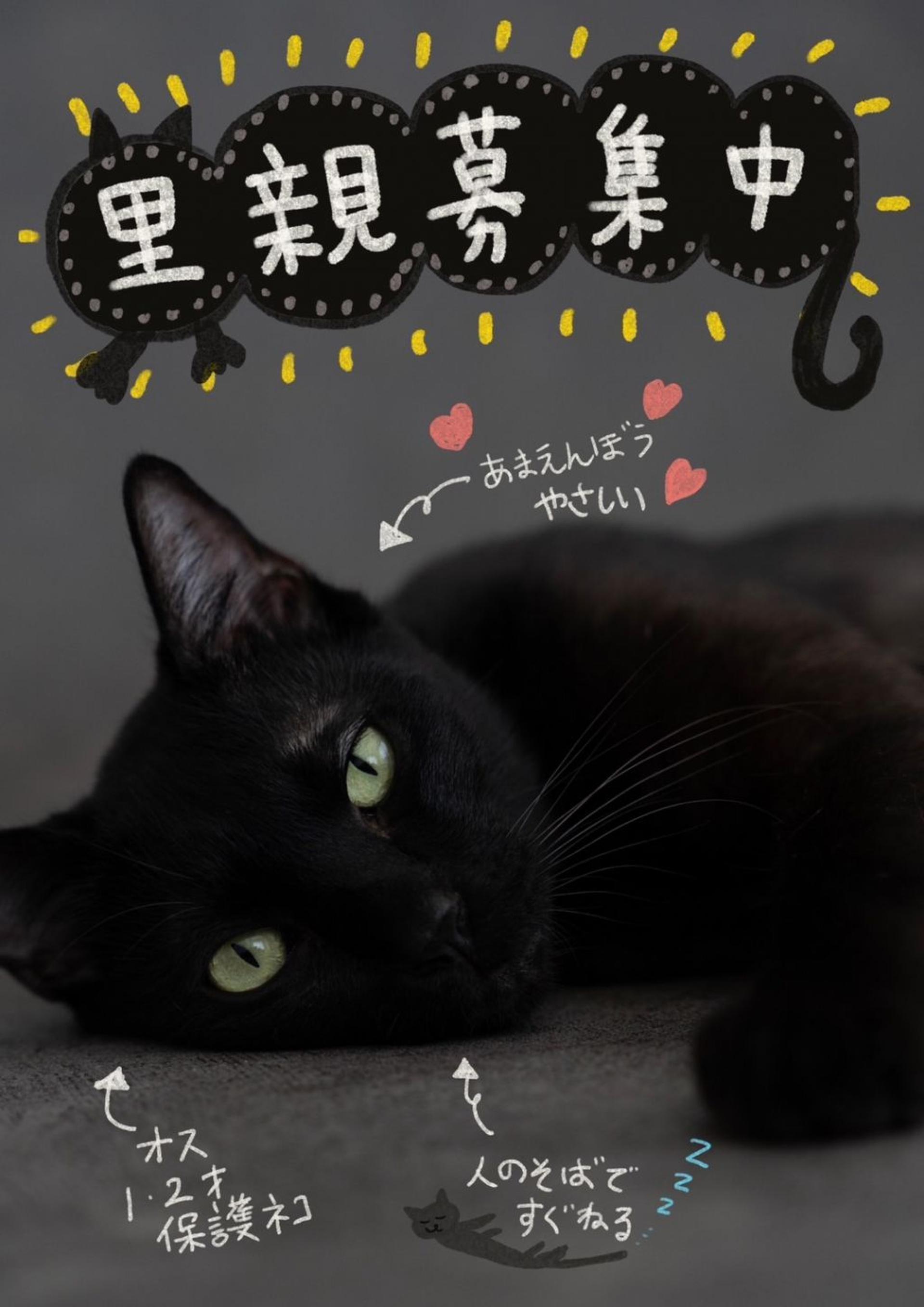pet-image-4