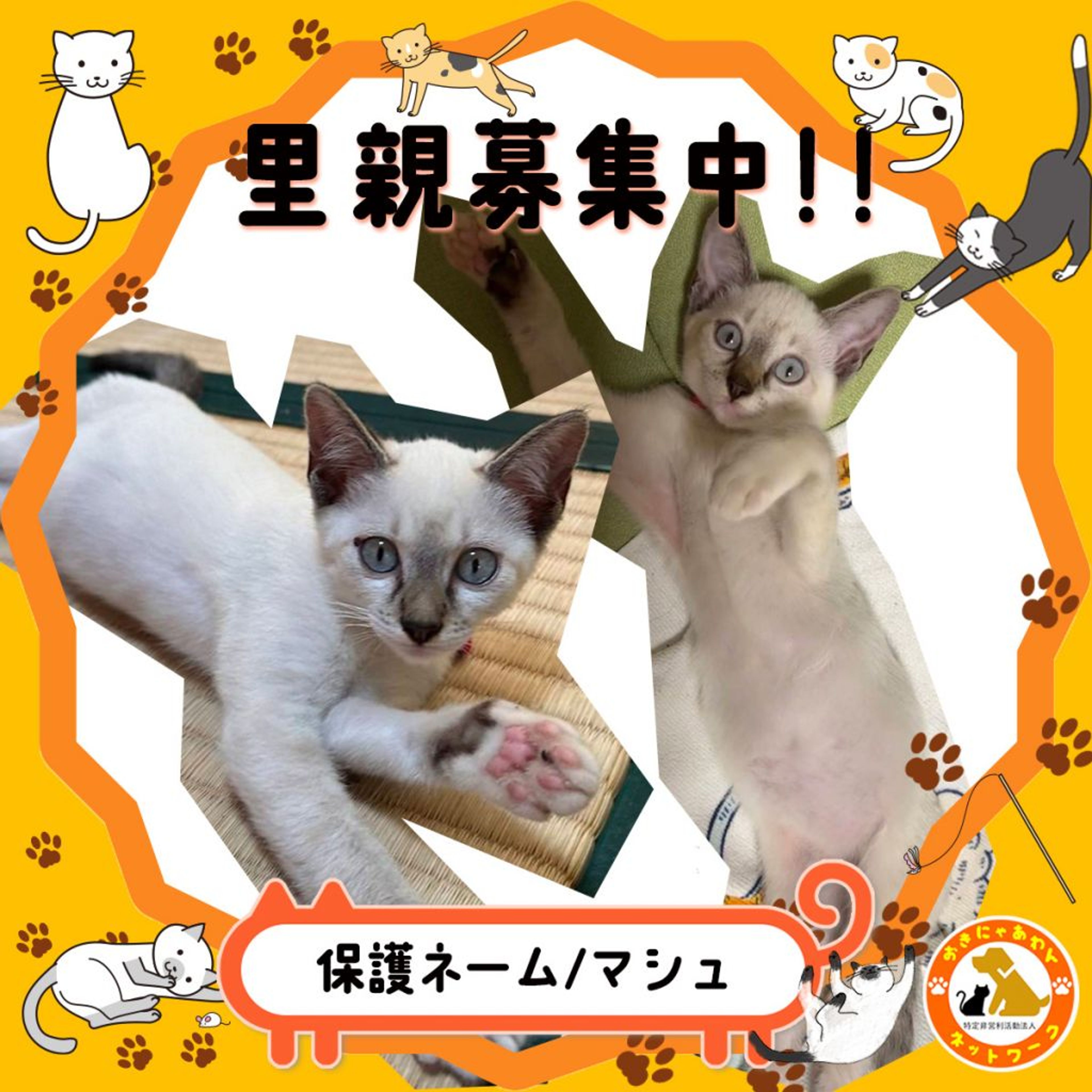 雑種（ミックス猫）・メスの里親募集の写真