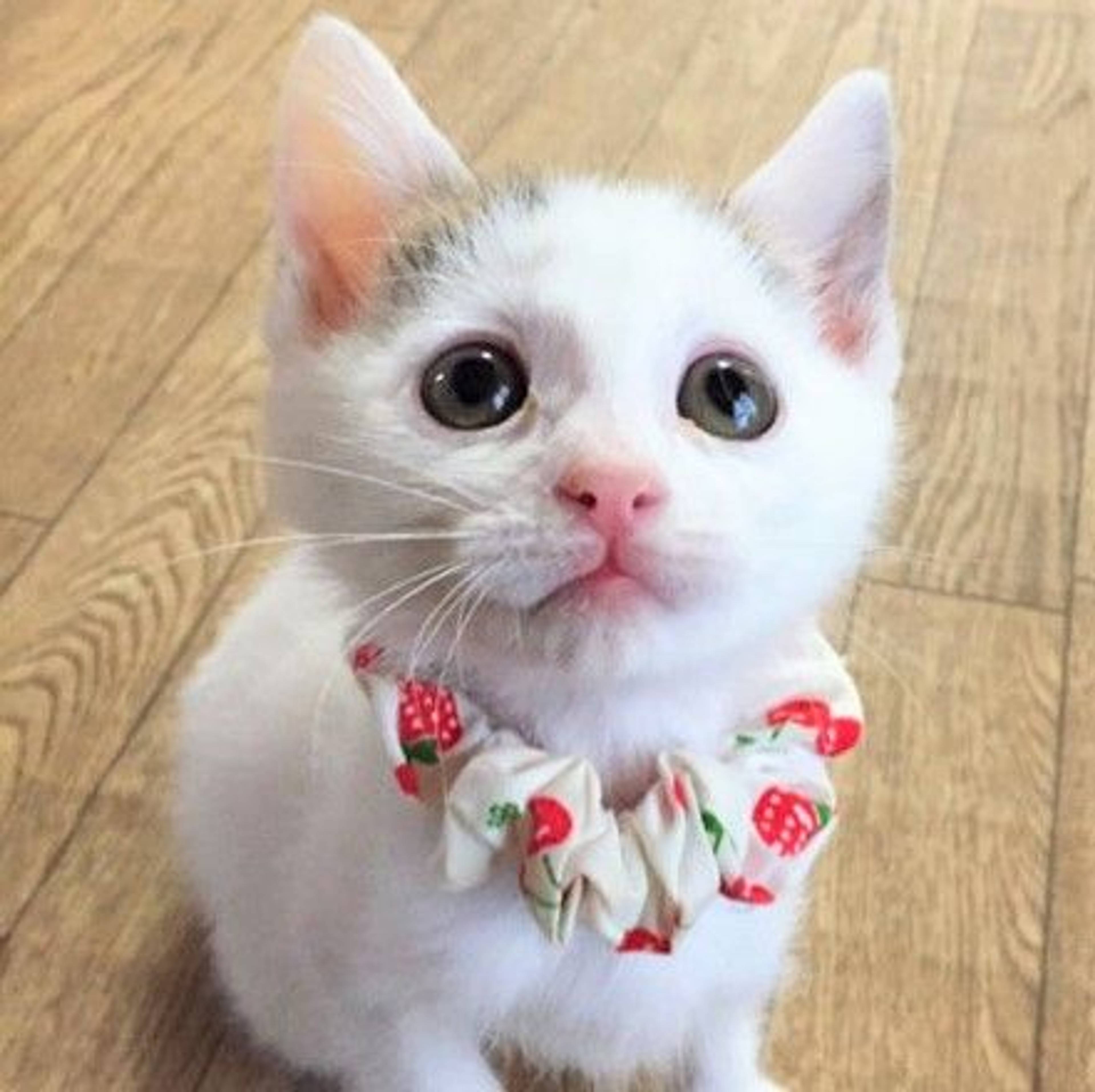 雑種（ミックス猫）・オスの里親募集の写真