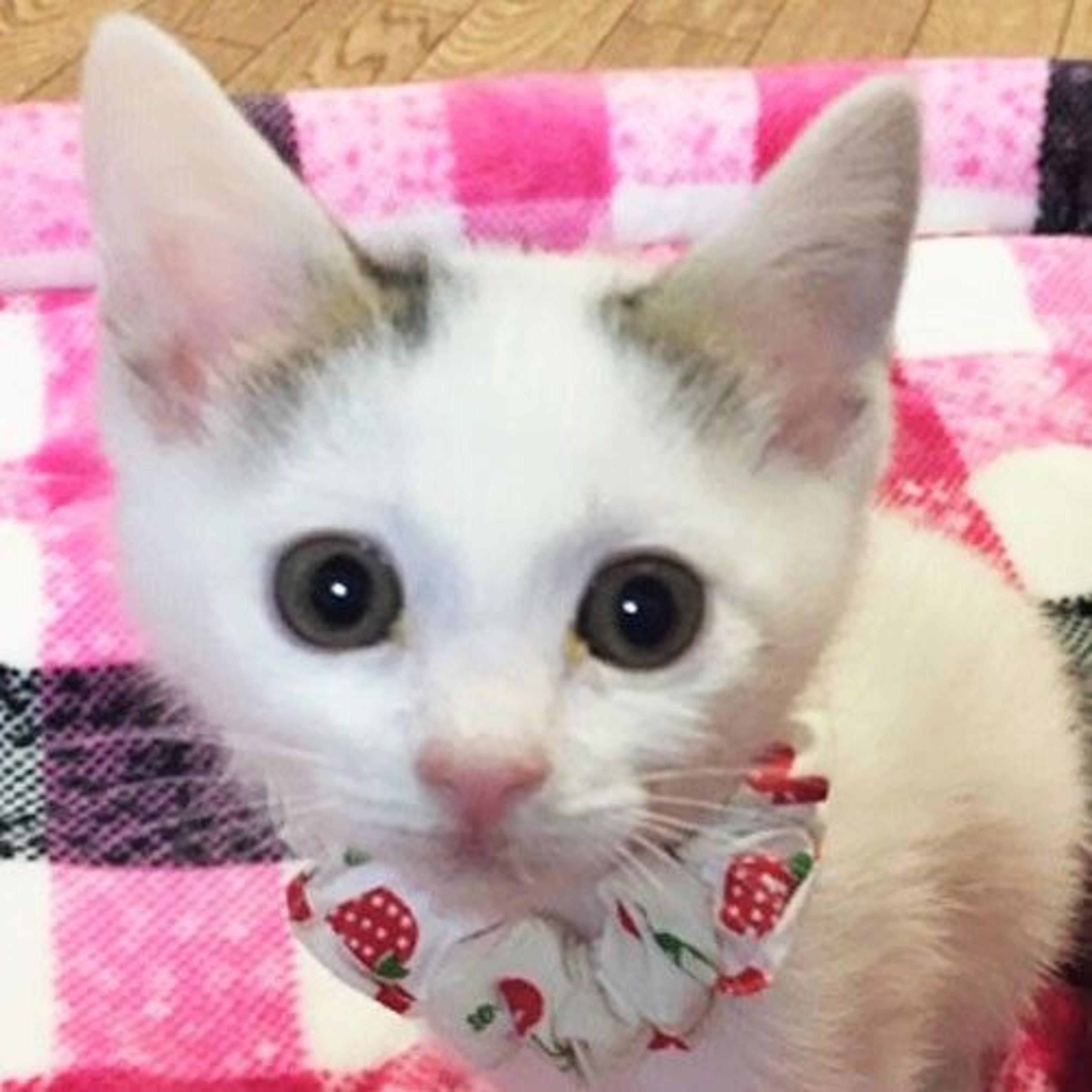 pet-image-2