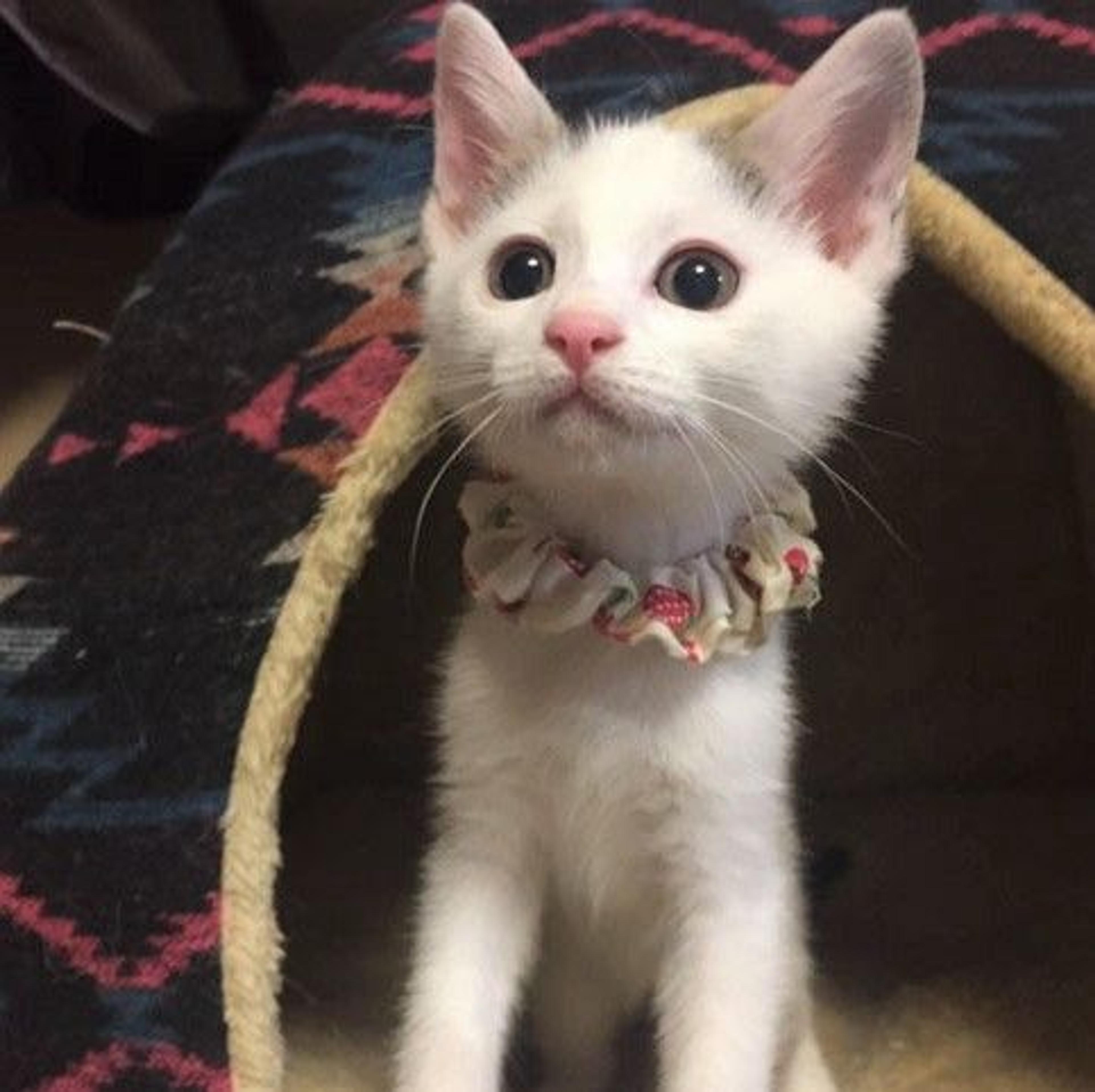 pet-image-3