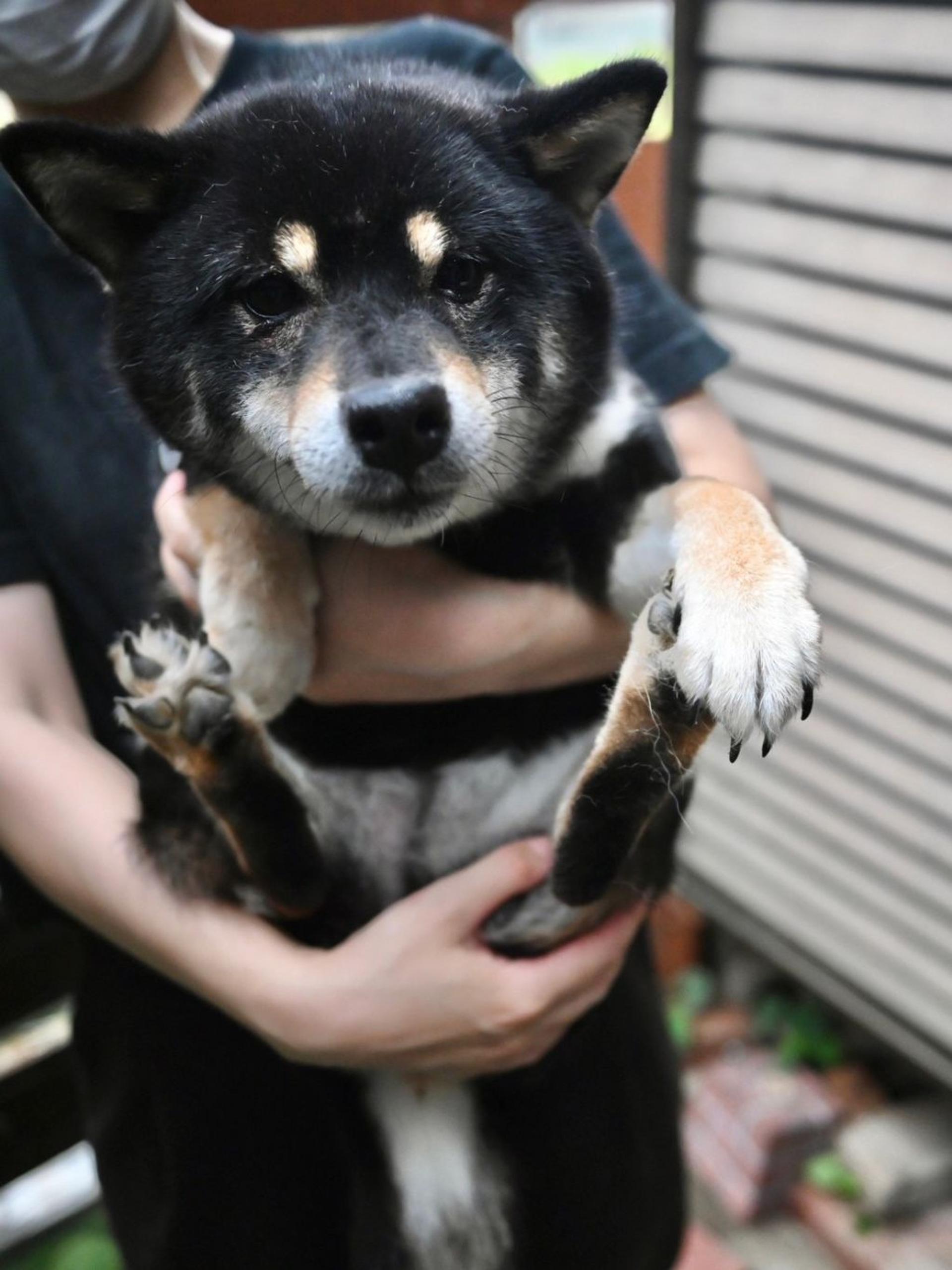pet-image-5