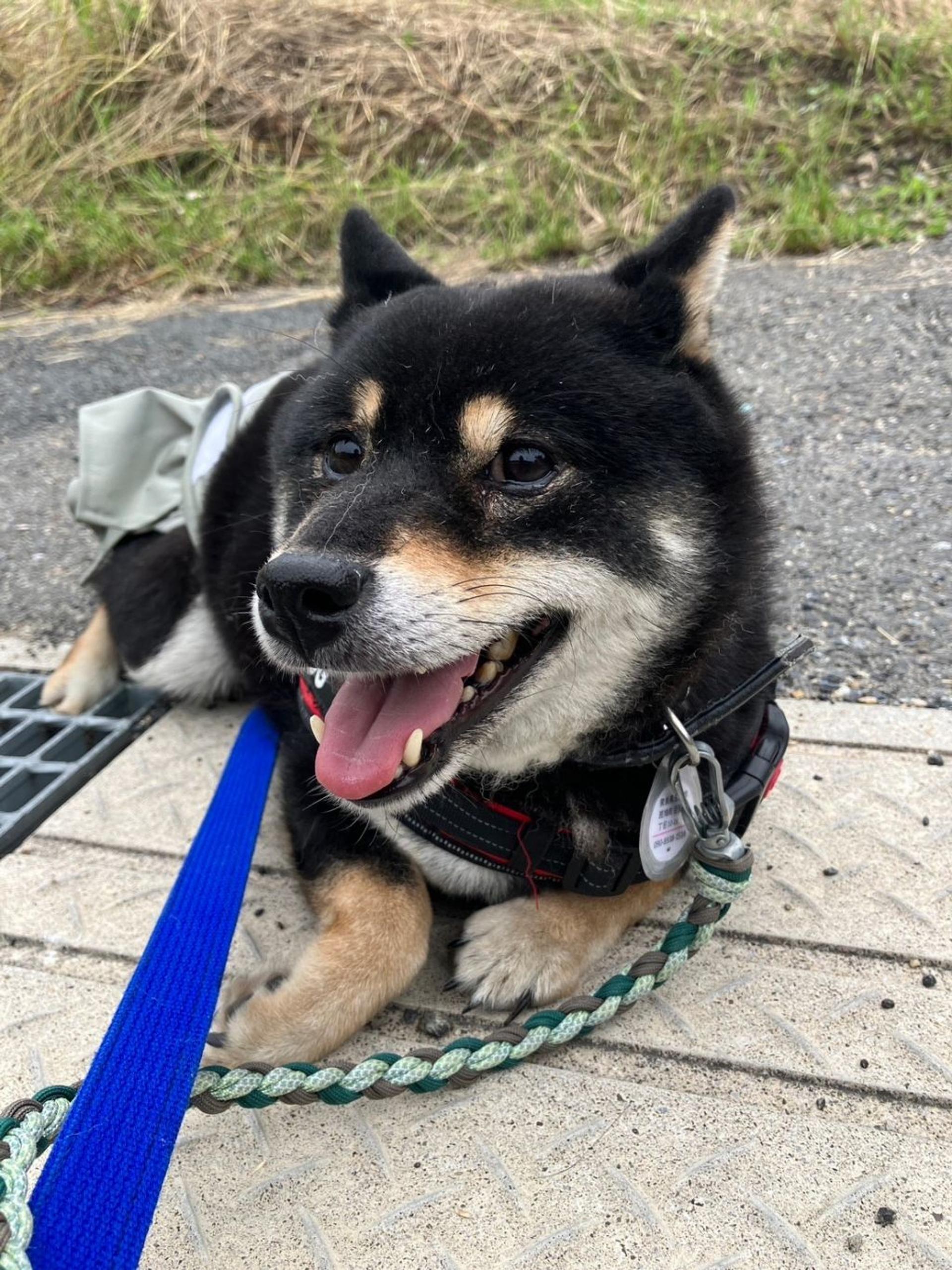 pet-image-7
