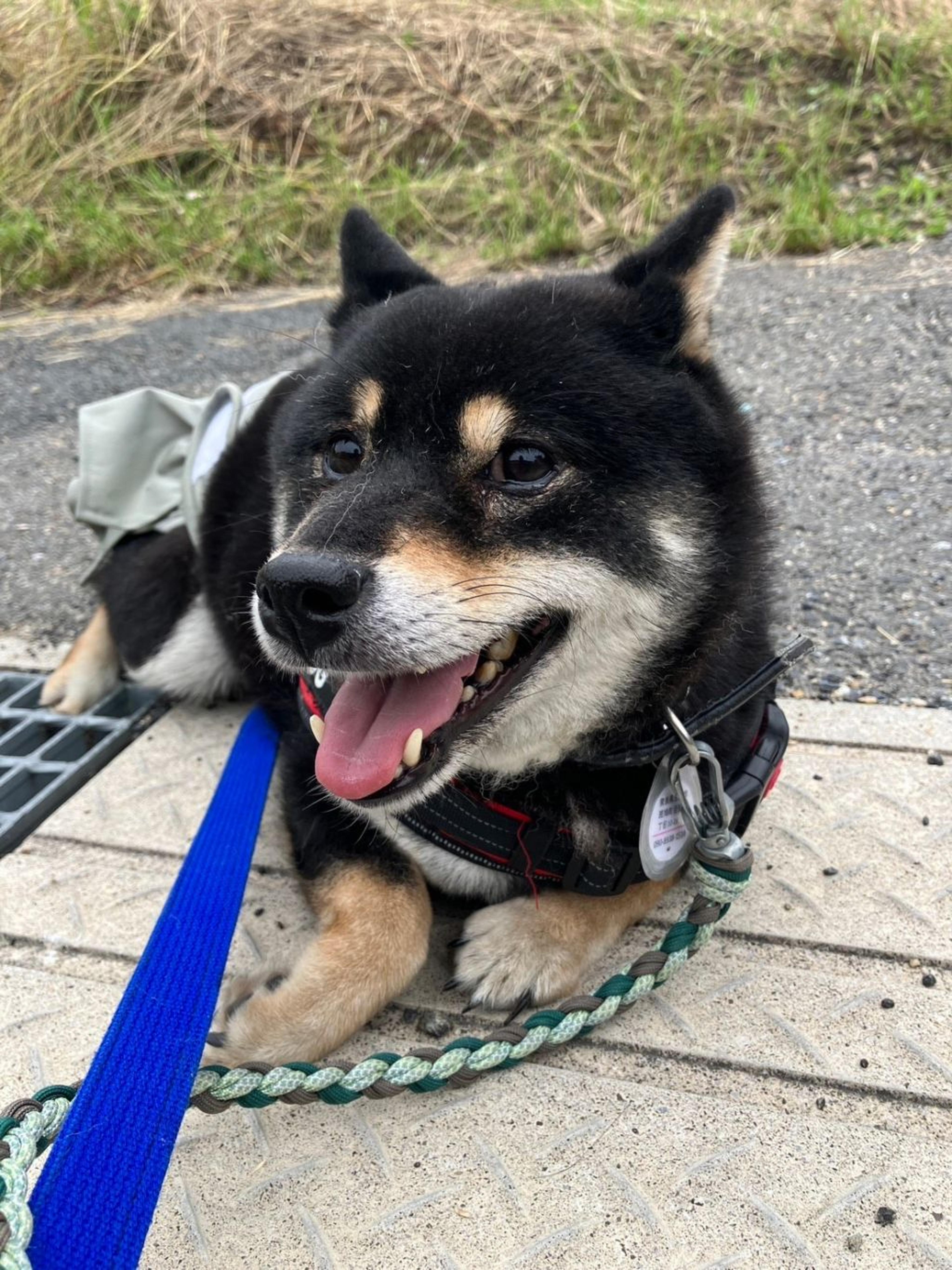 pet-image-7