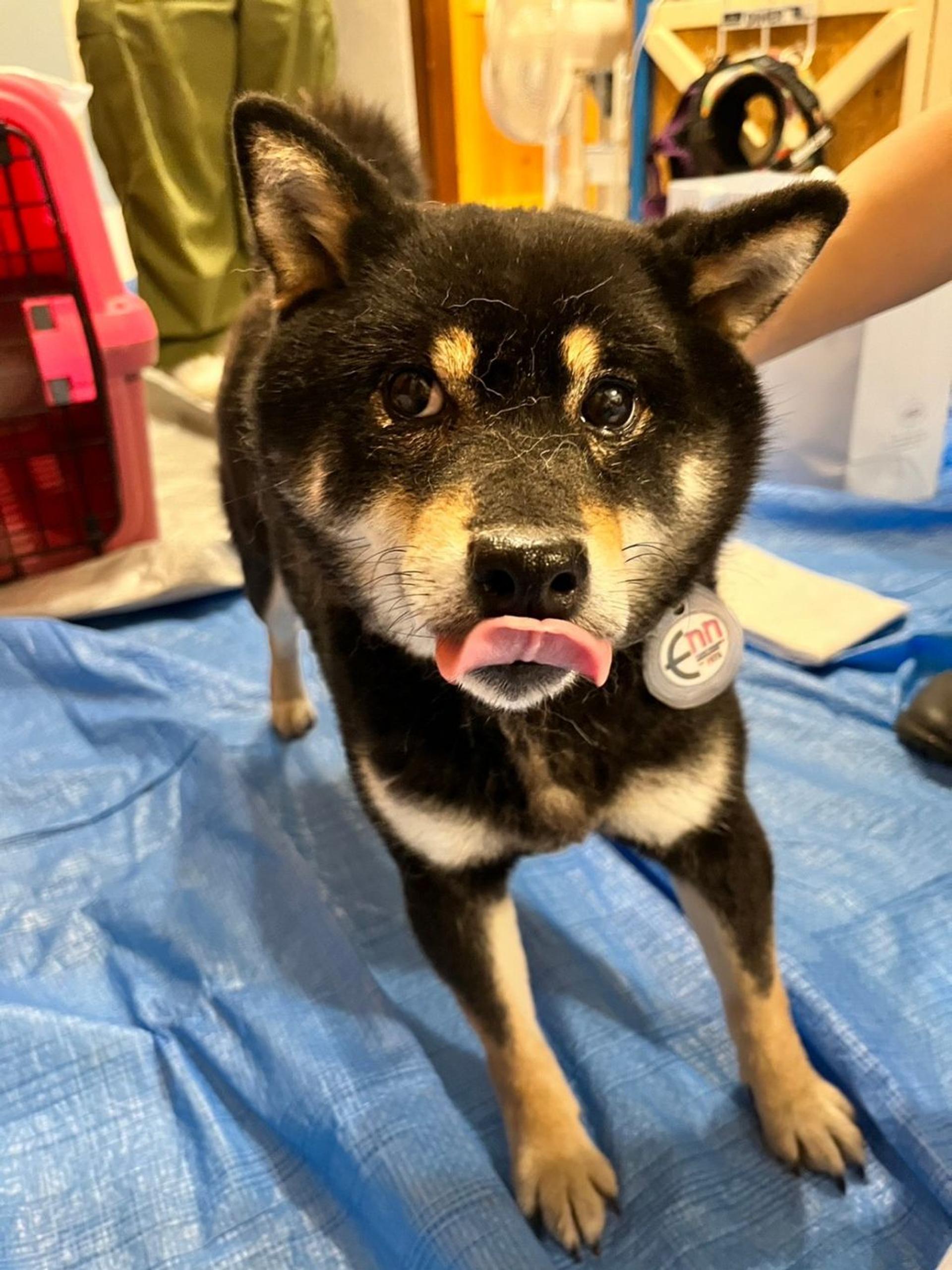 pet-image-8