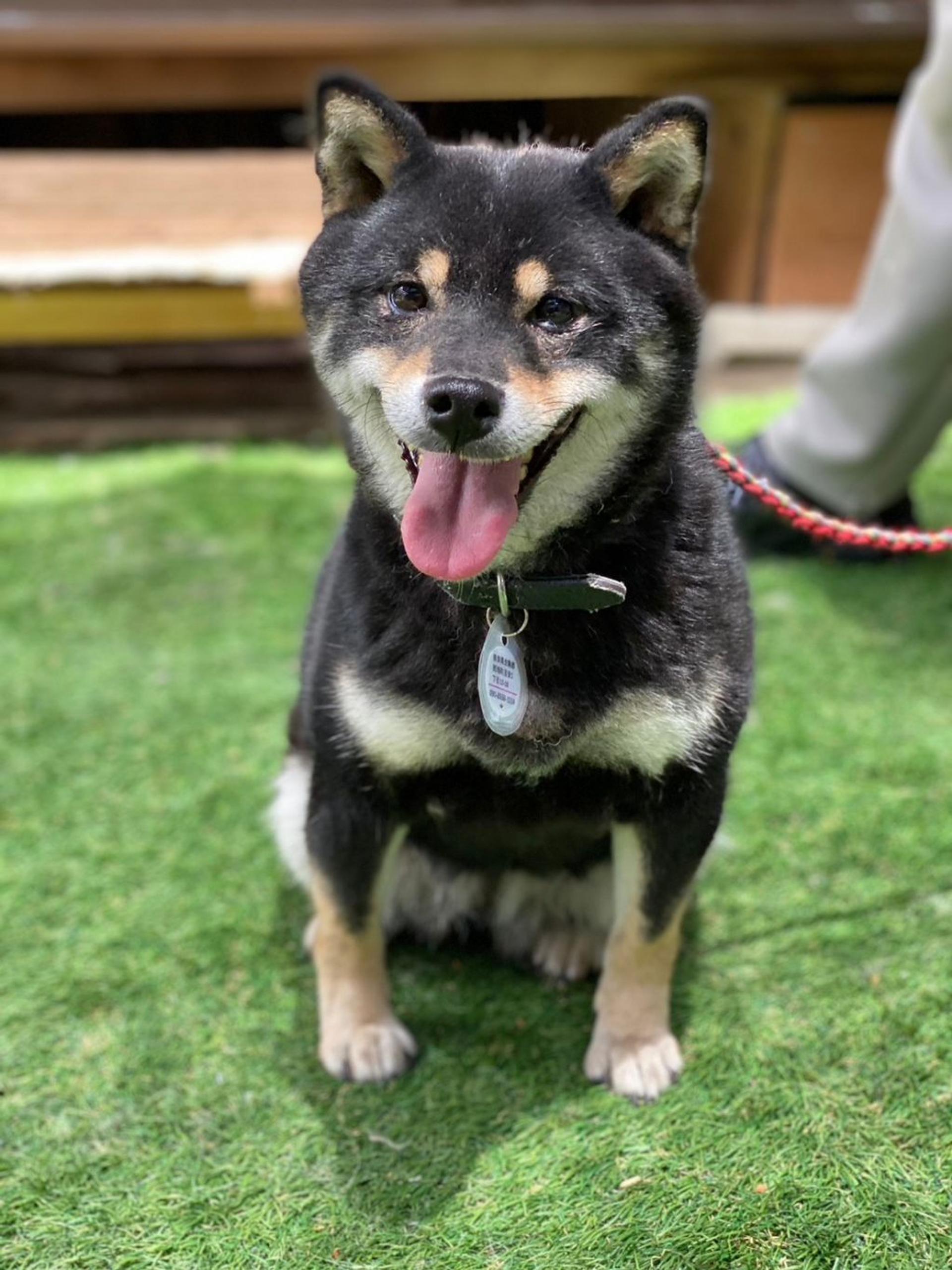 pet-image-9