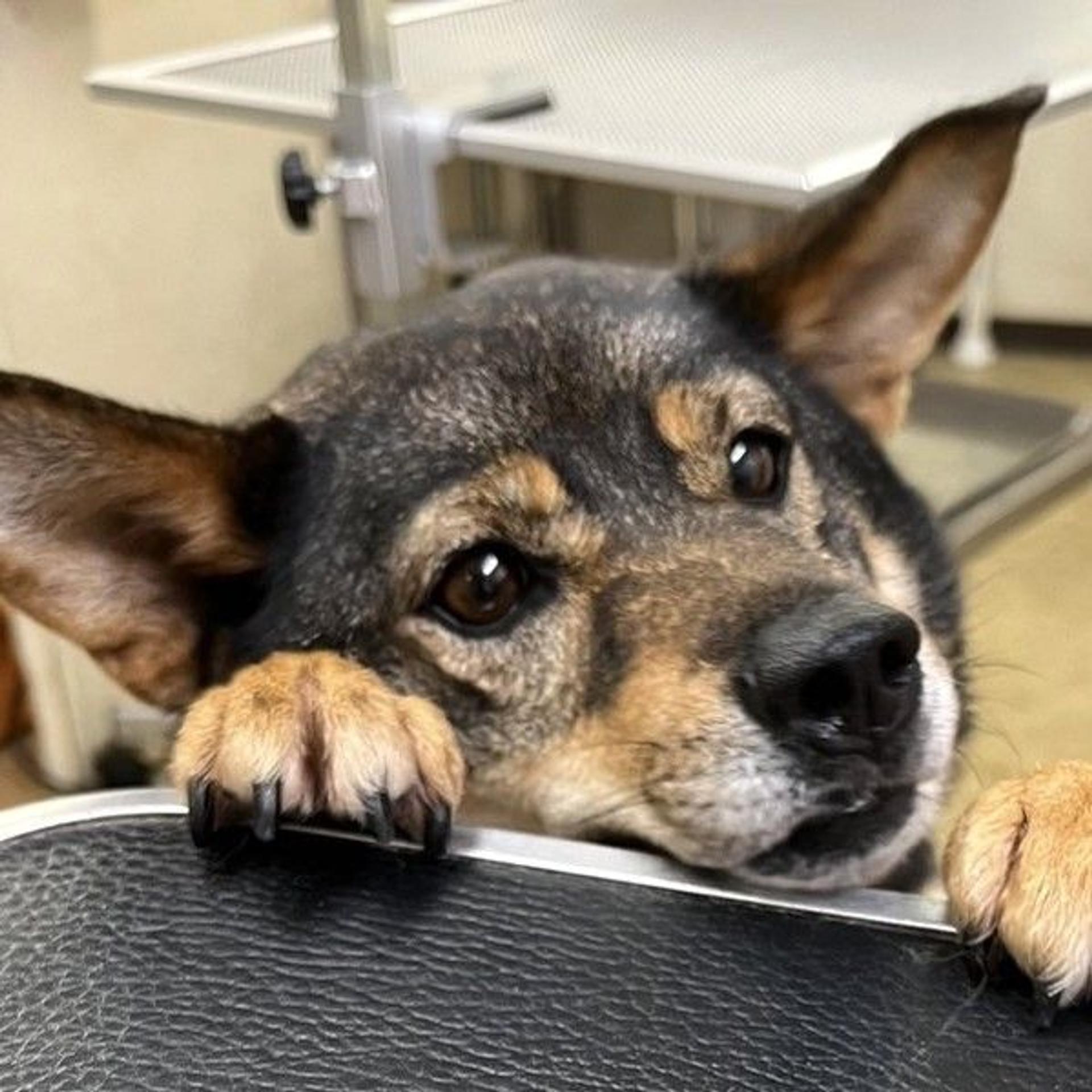 pet-image-2