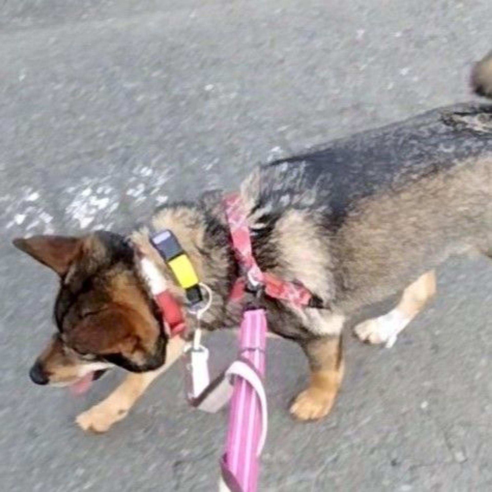 pet-image-3