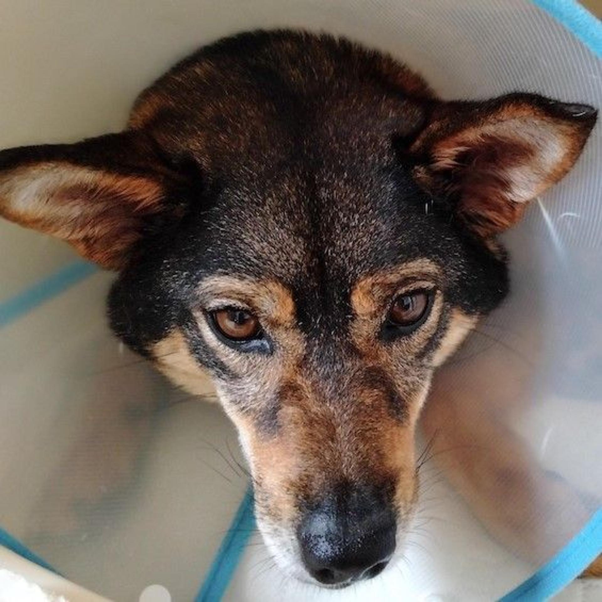 pet-image-4