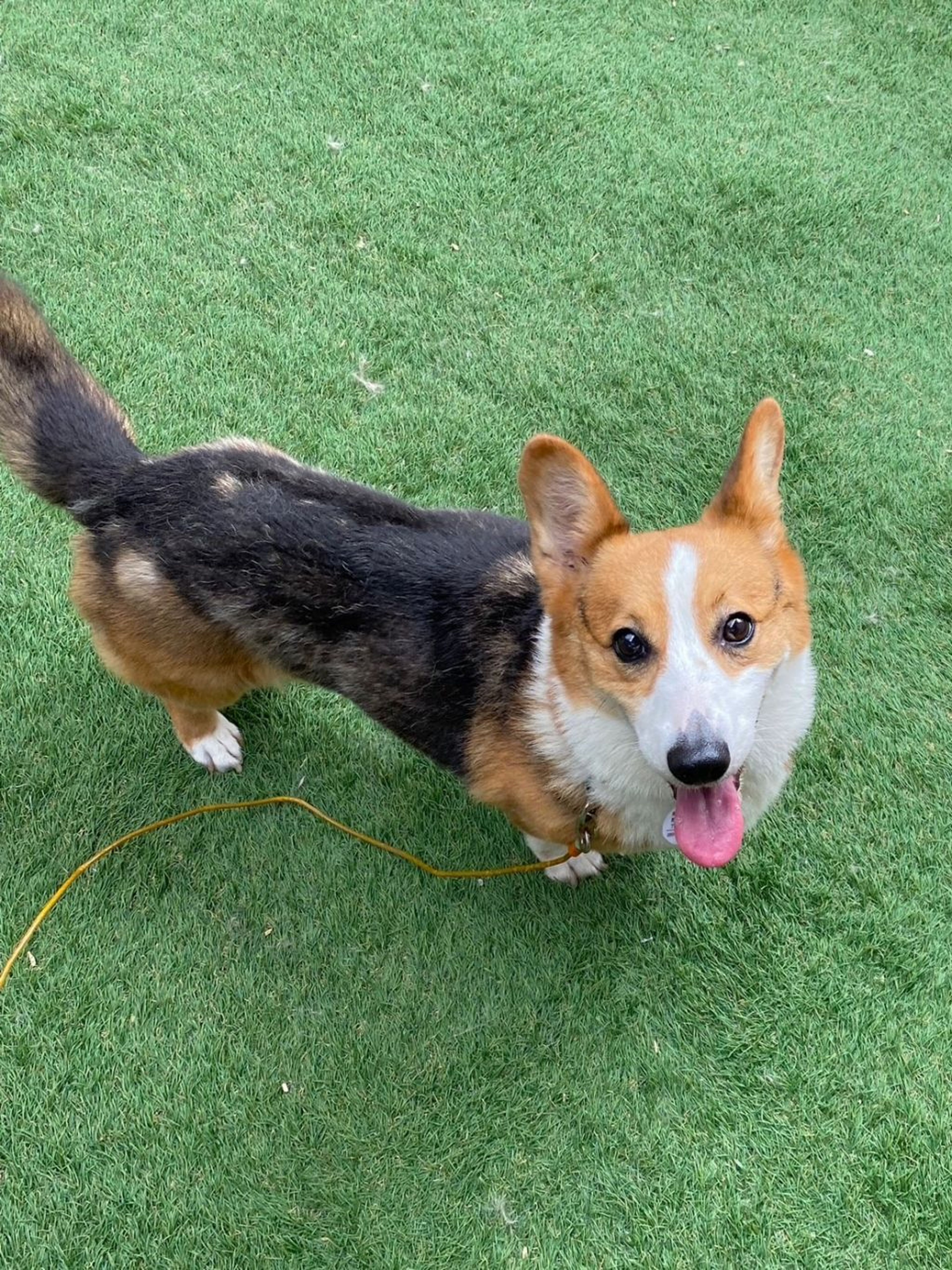 めちゃくちゃ美犬さん♡コーギー | ウェルシュ・コーギー