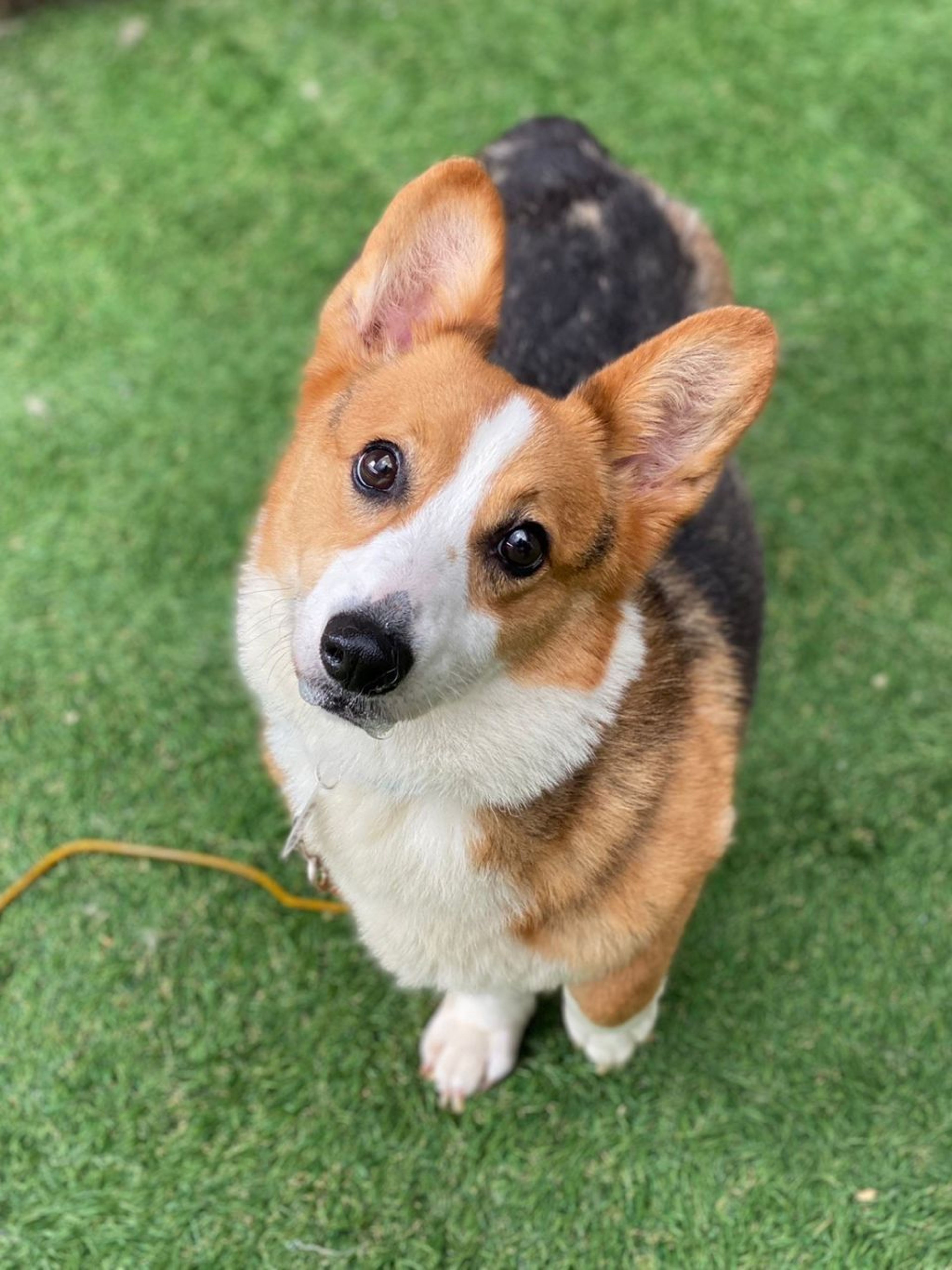 pet-image-3