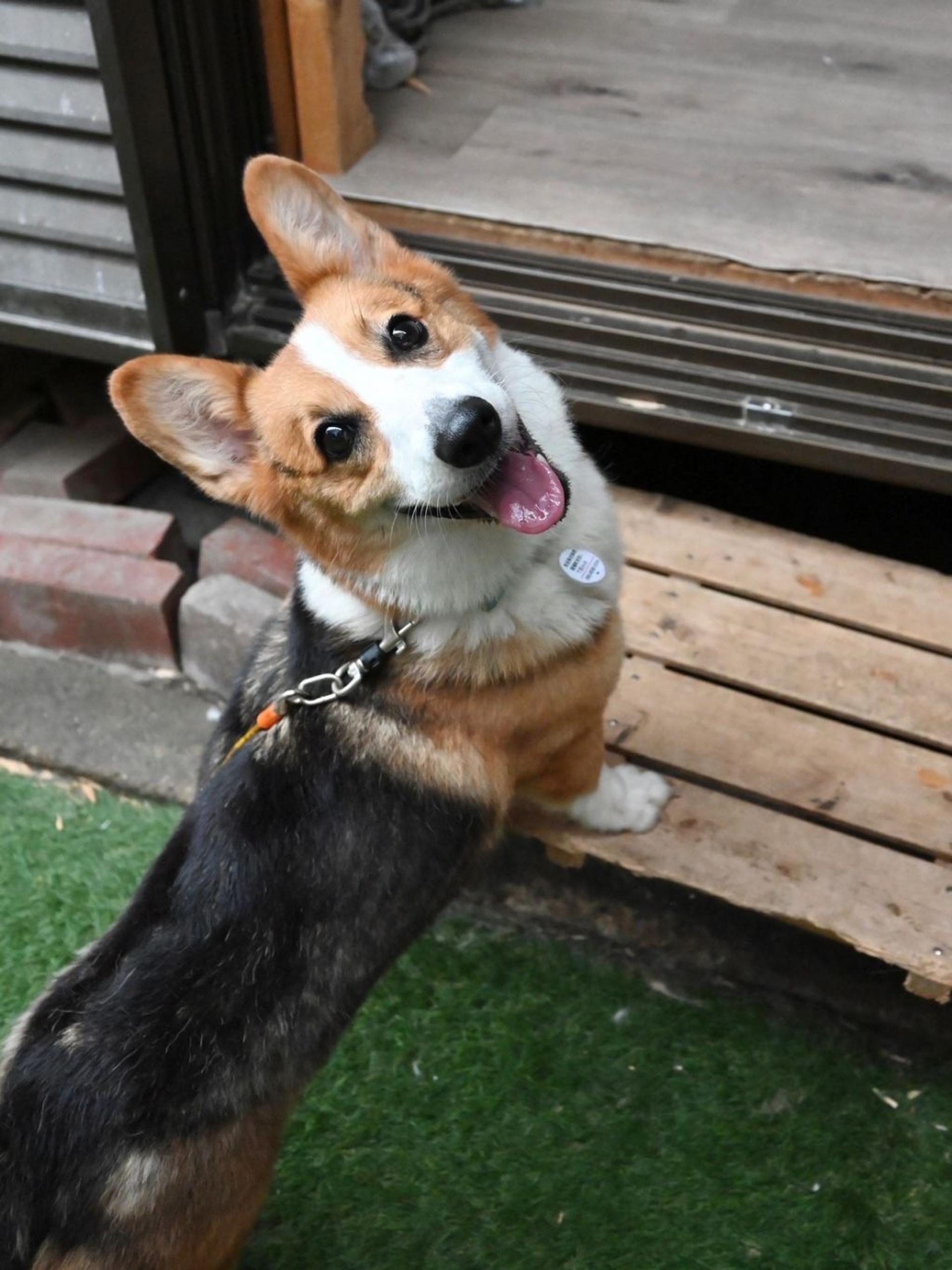 pet-image-4