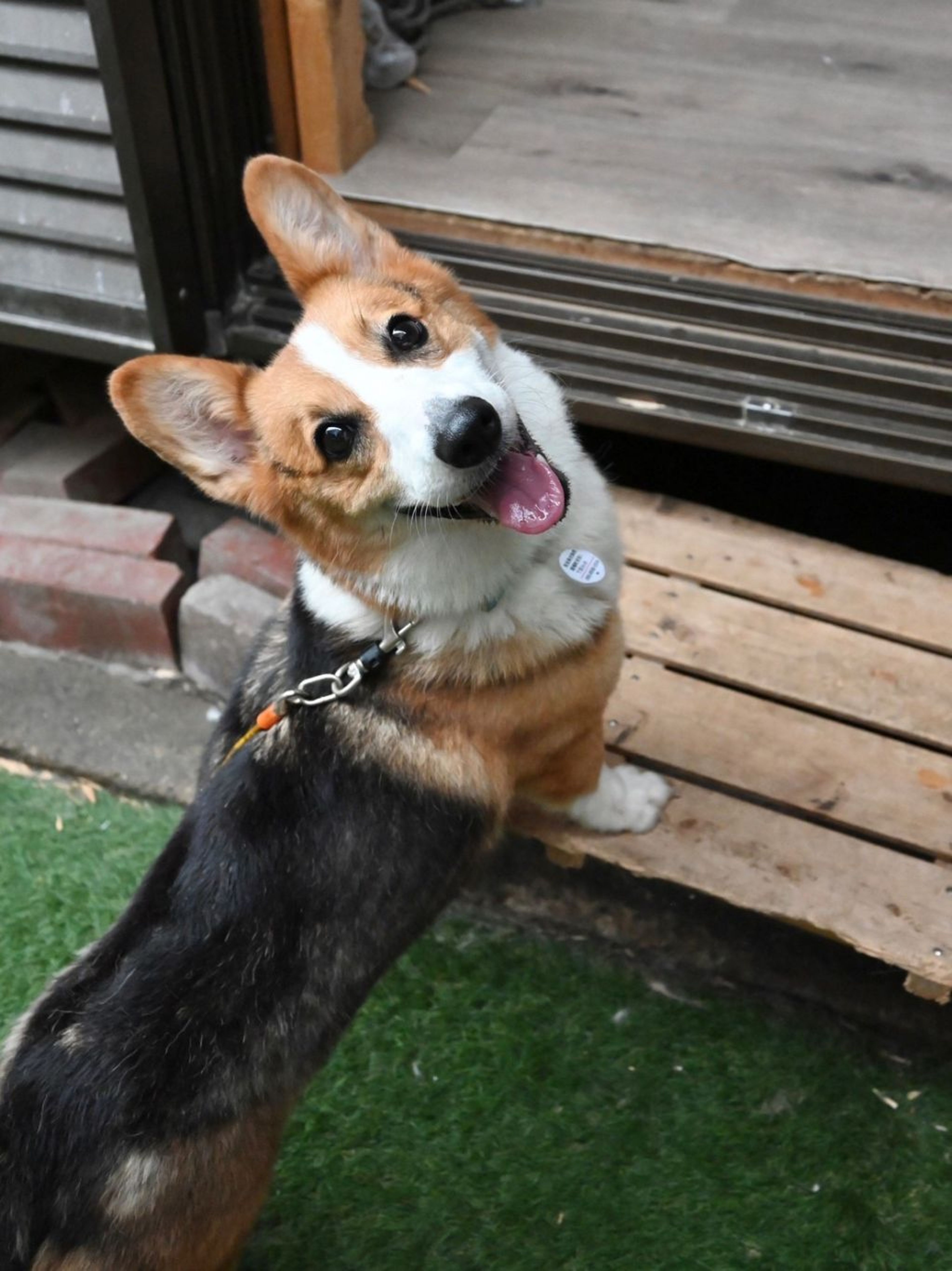 pet-image-4
