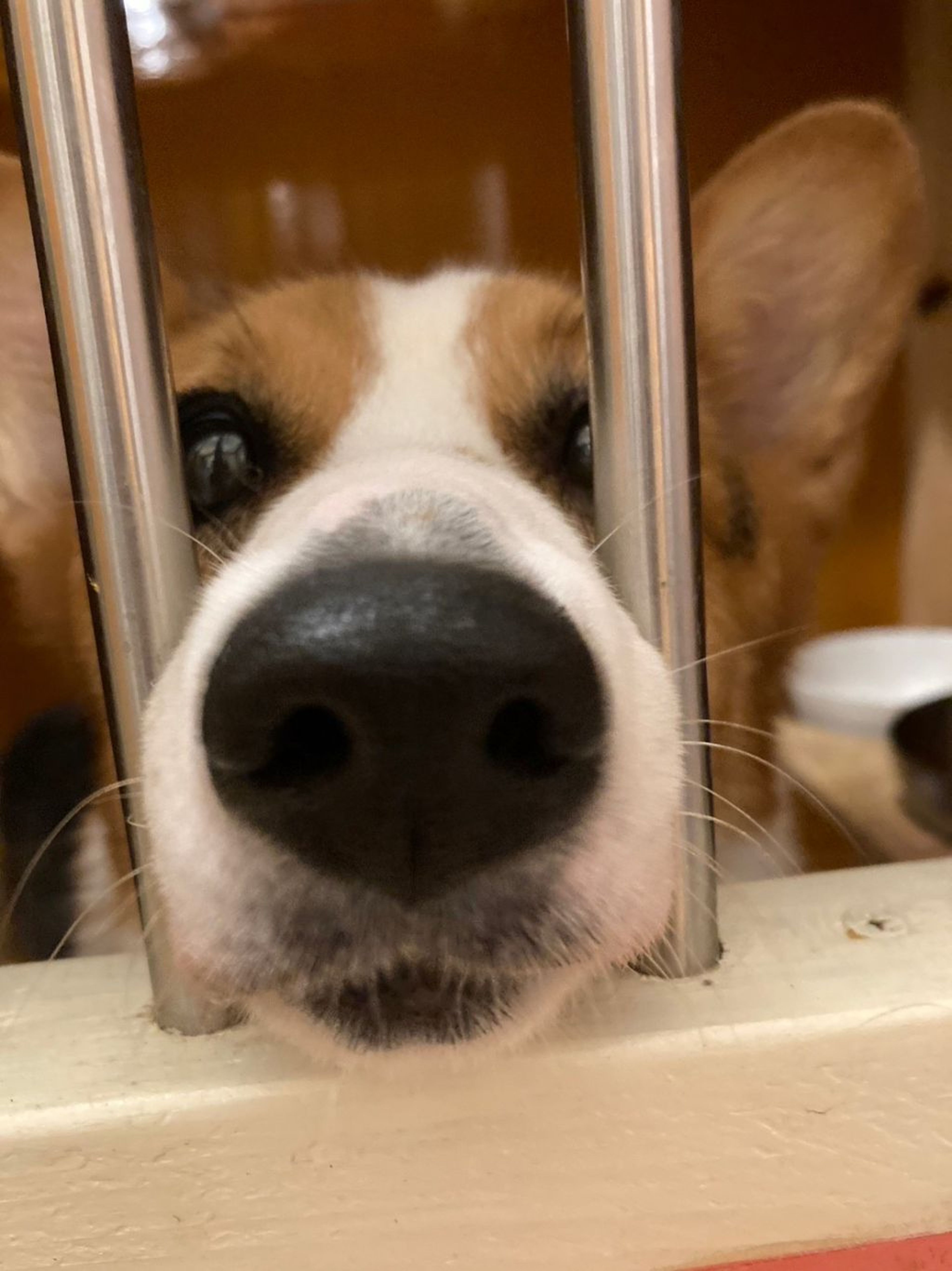 pet-image-5