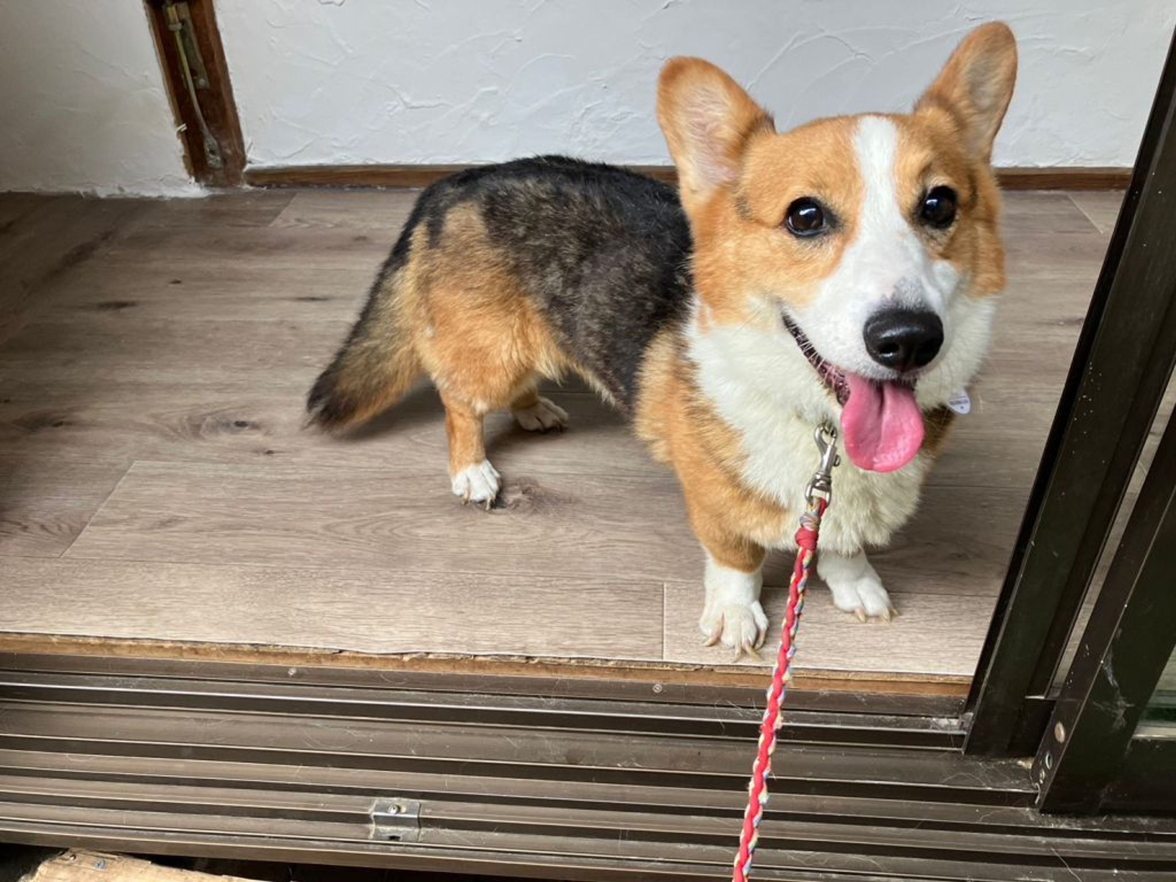 pet-image-7