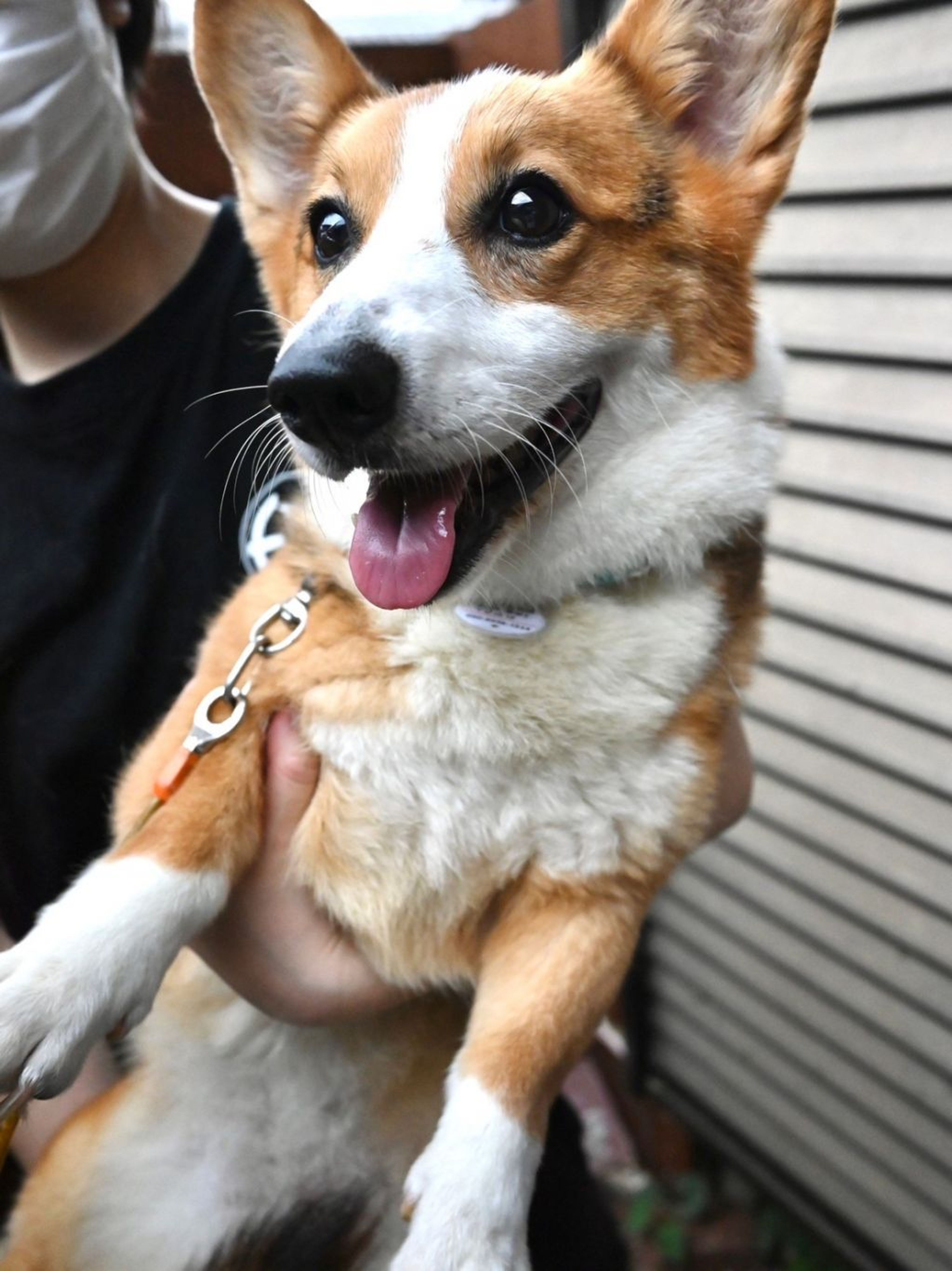 pet-image-8