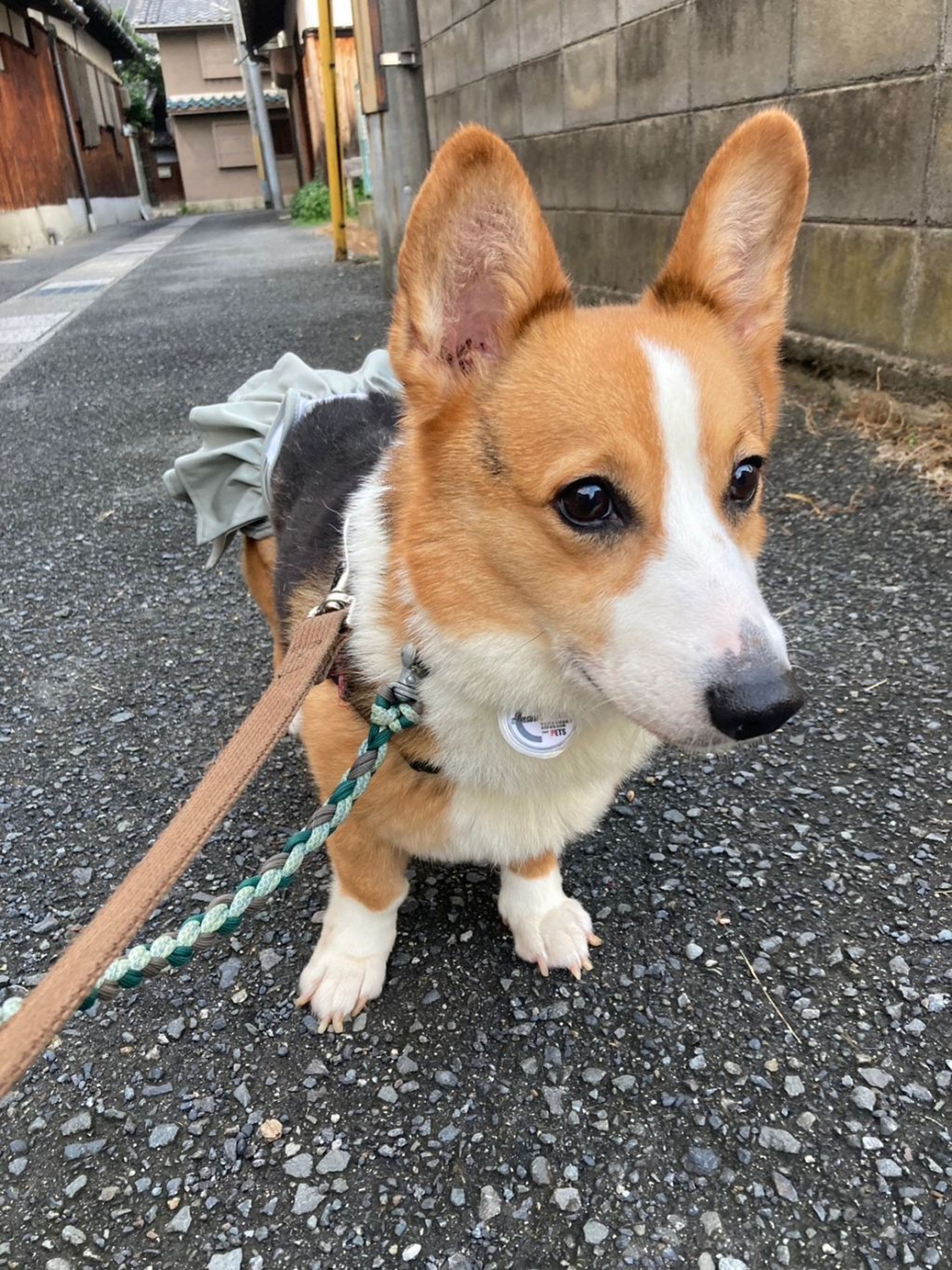 pet-image-9