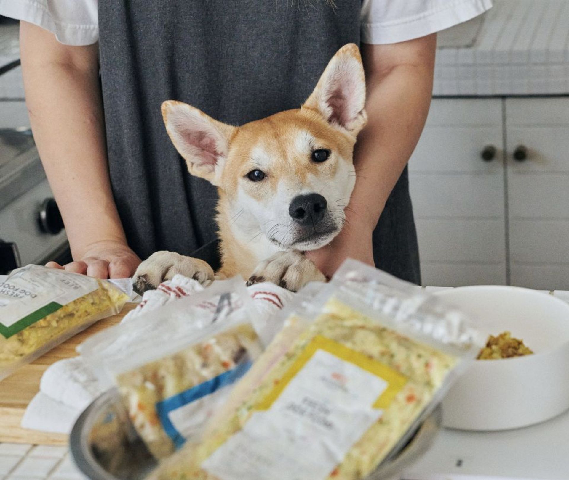 雑種（ミックス犬）・オスの里親募集の写真