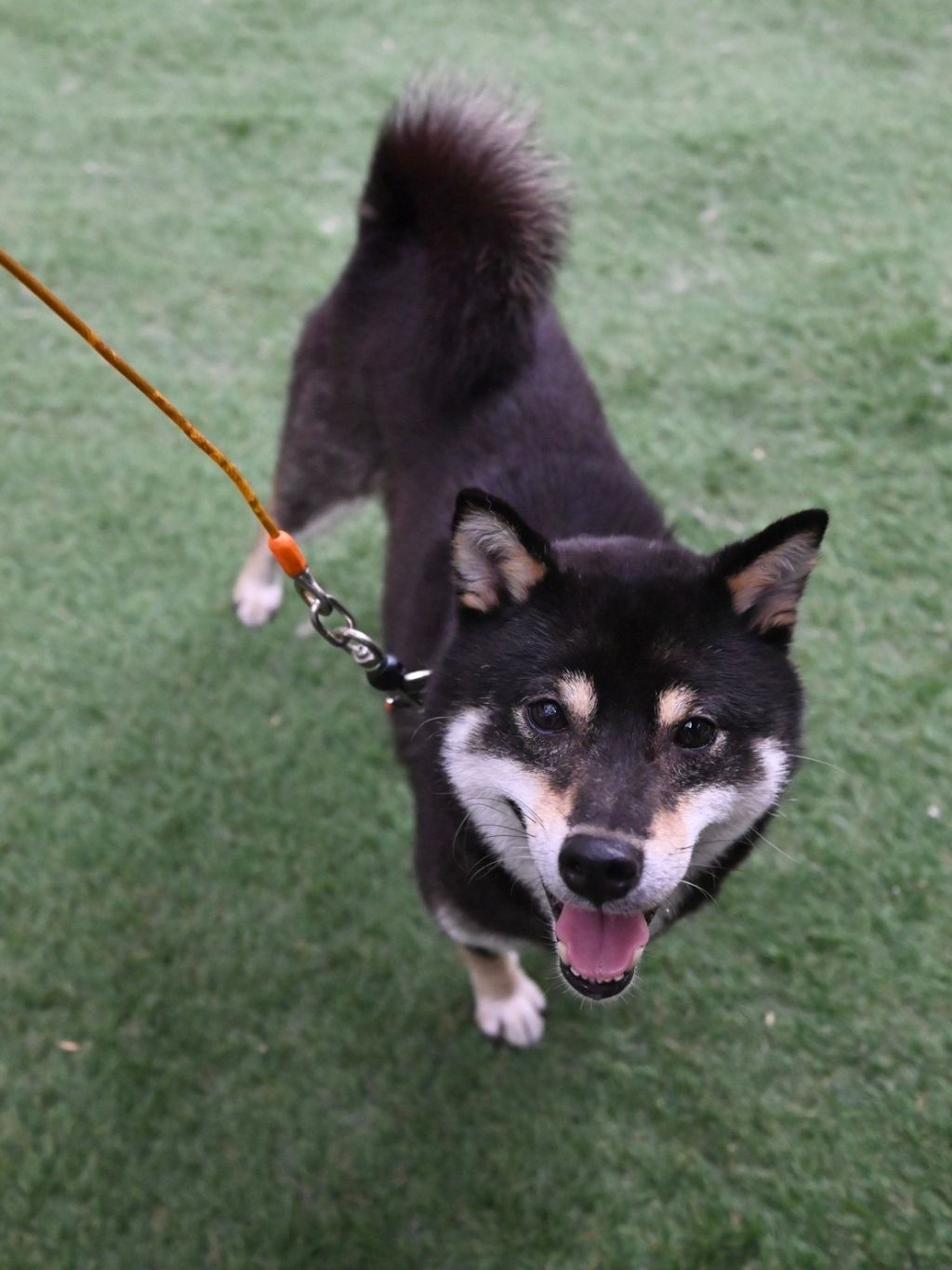 柴犬・メスの里親募集の写真