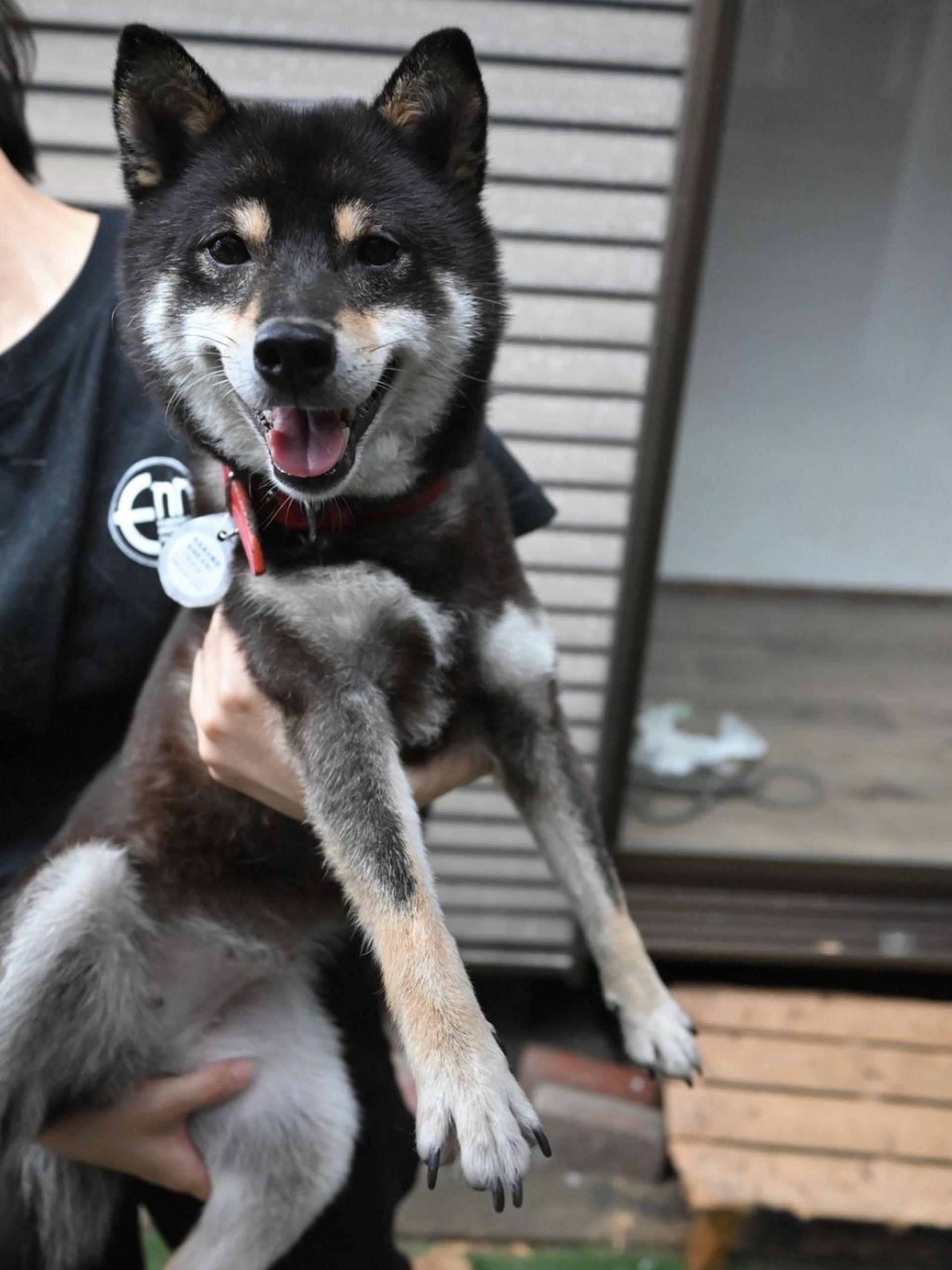 pet-image-3