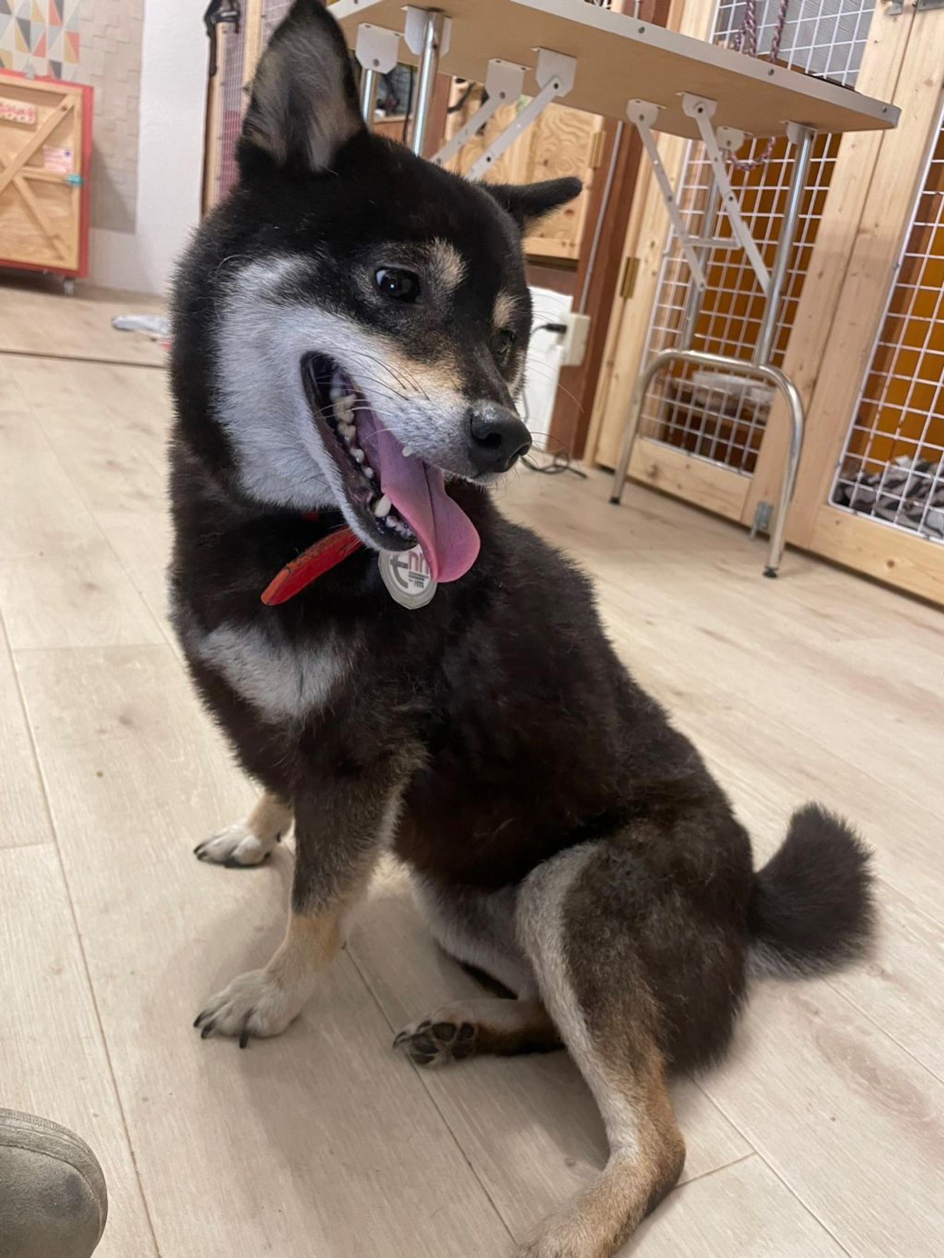 pet-image-5