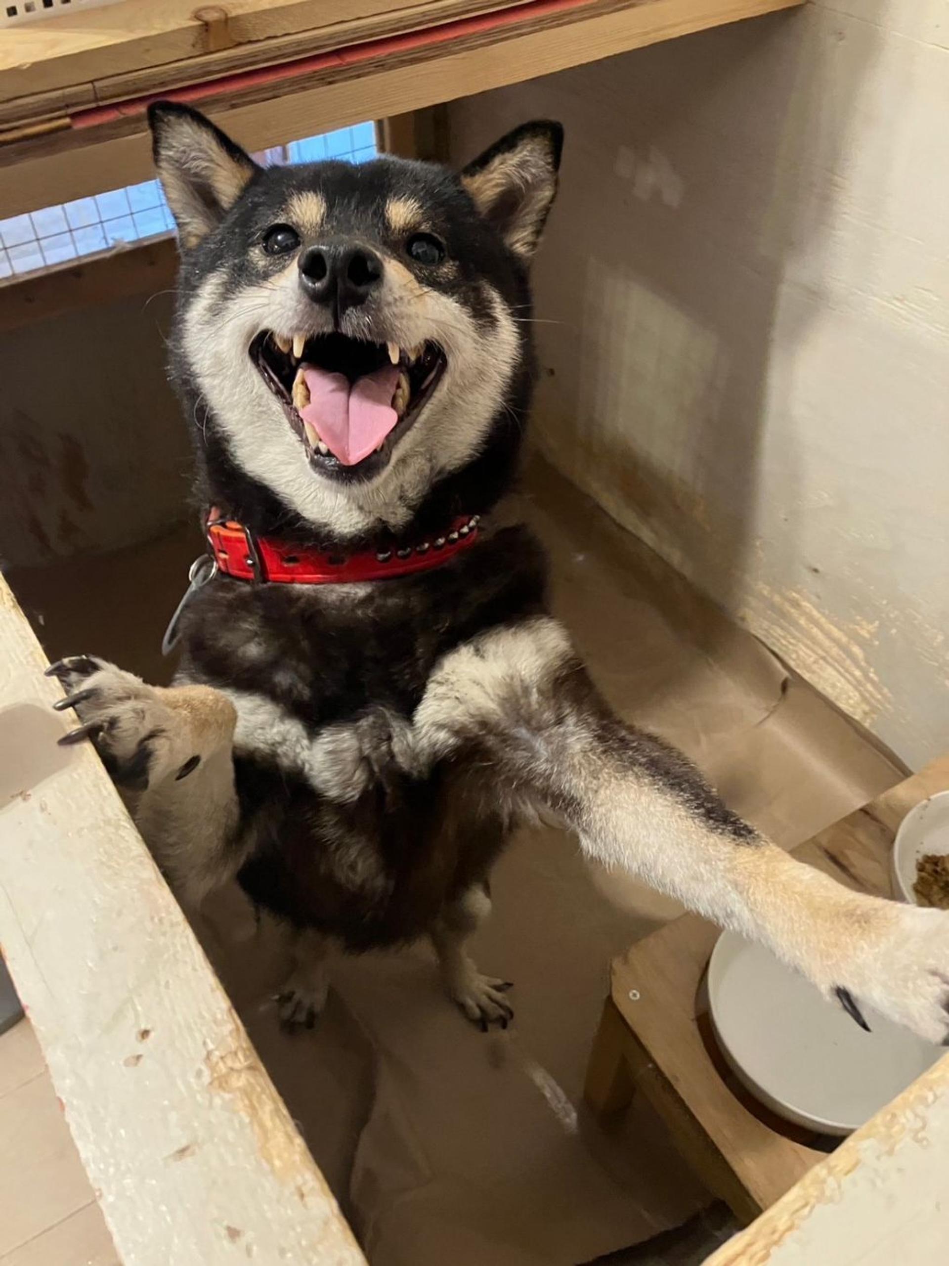 pet-image-7