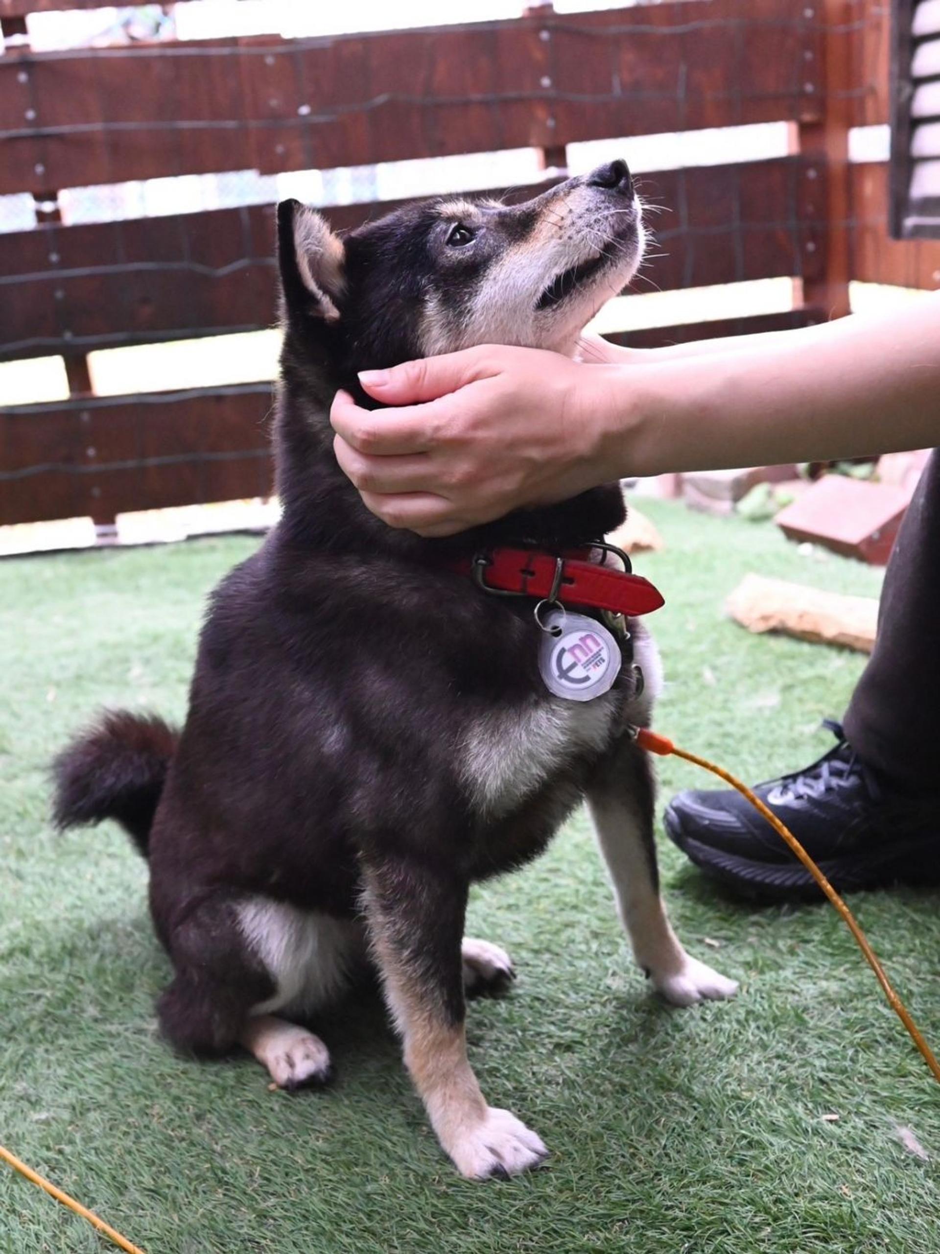 pet-image-8