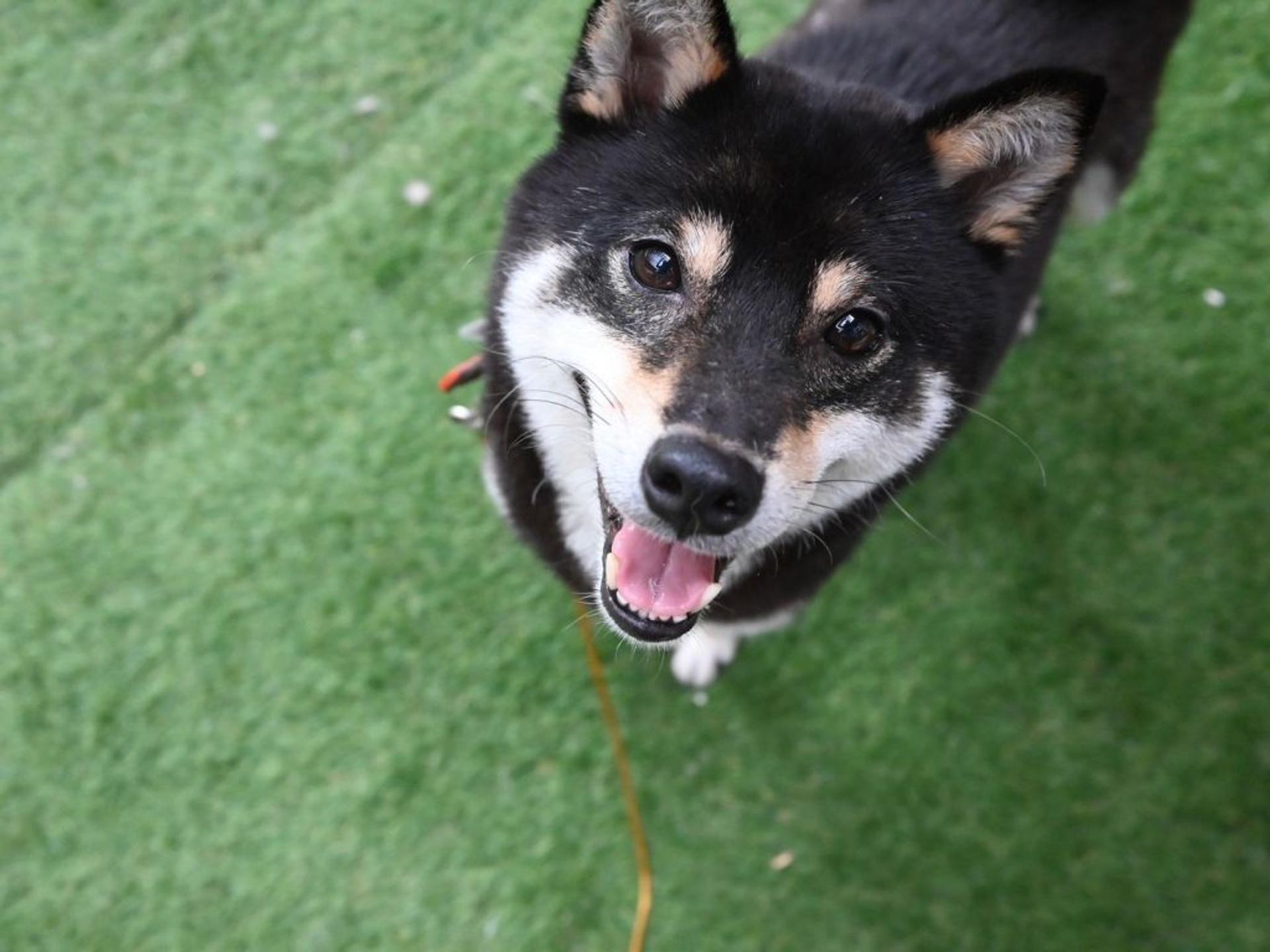 pet-image-9