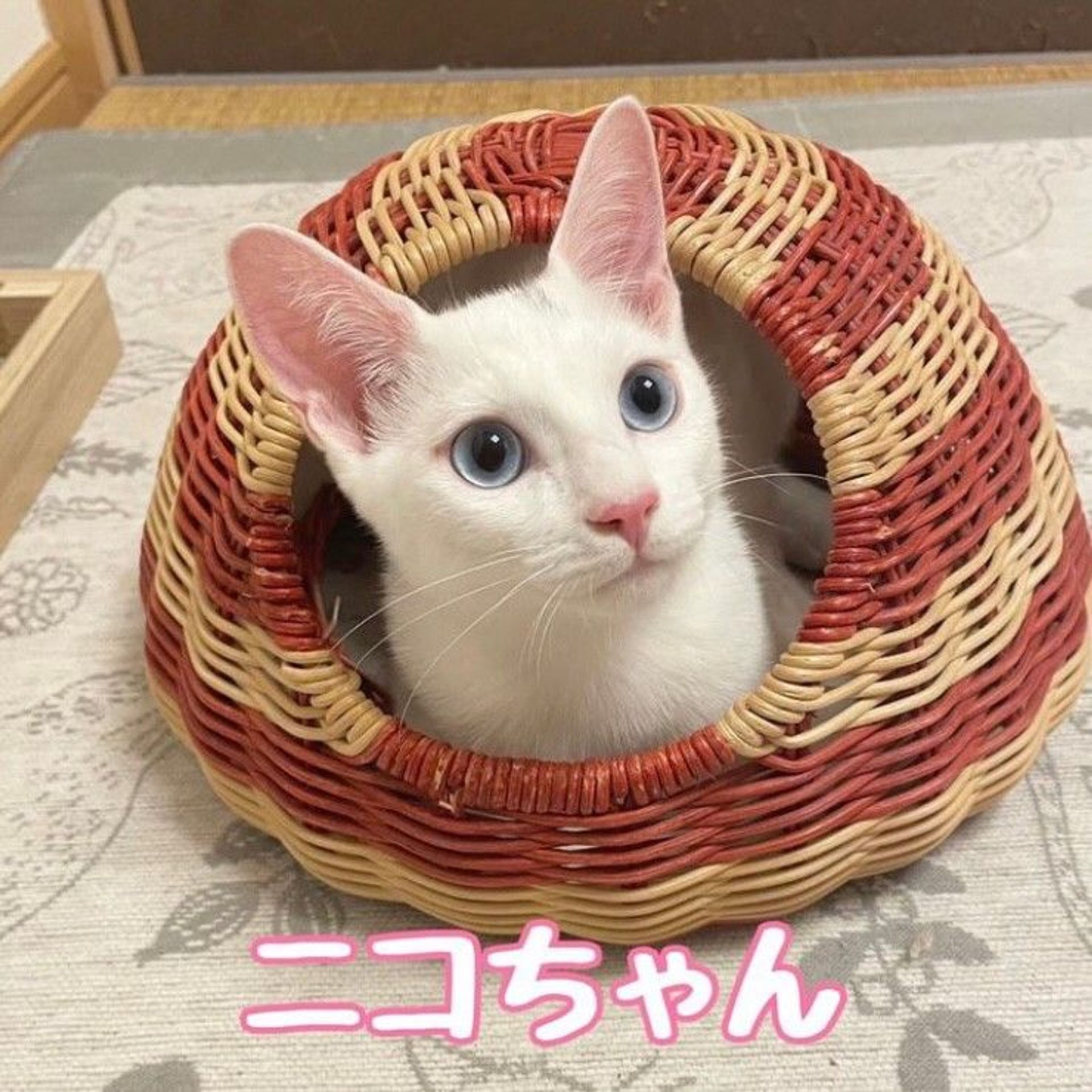 雑種（ミックス猫）・メスの里親募集の写真
