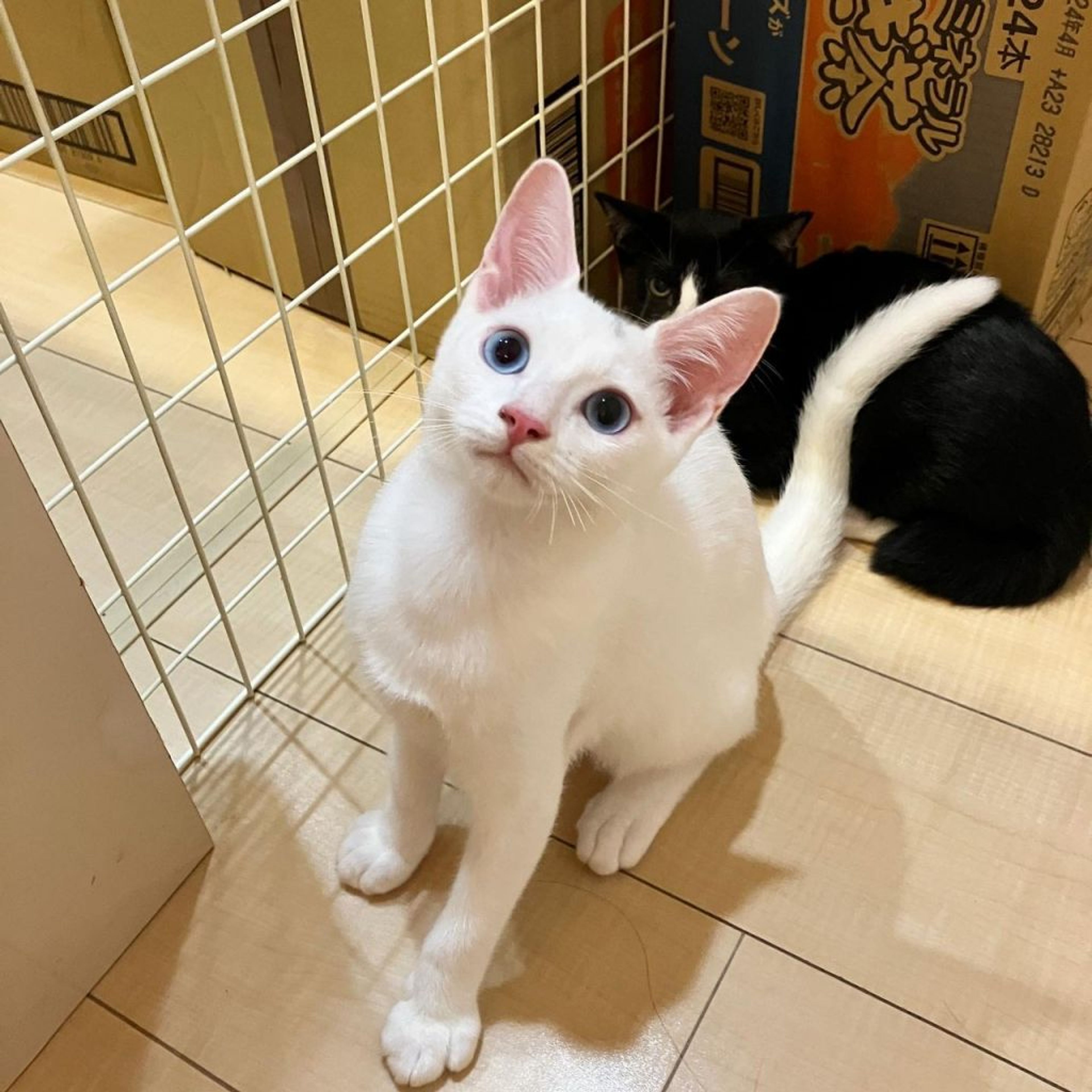 pet-image-4
