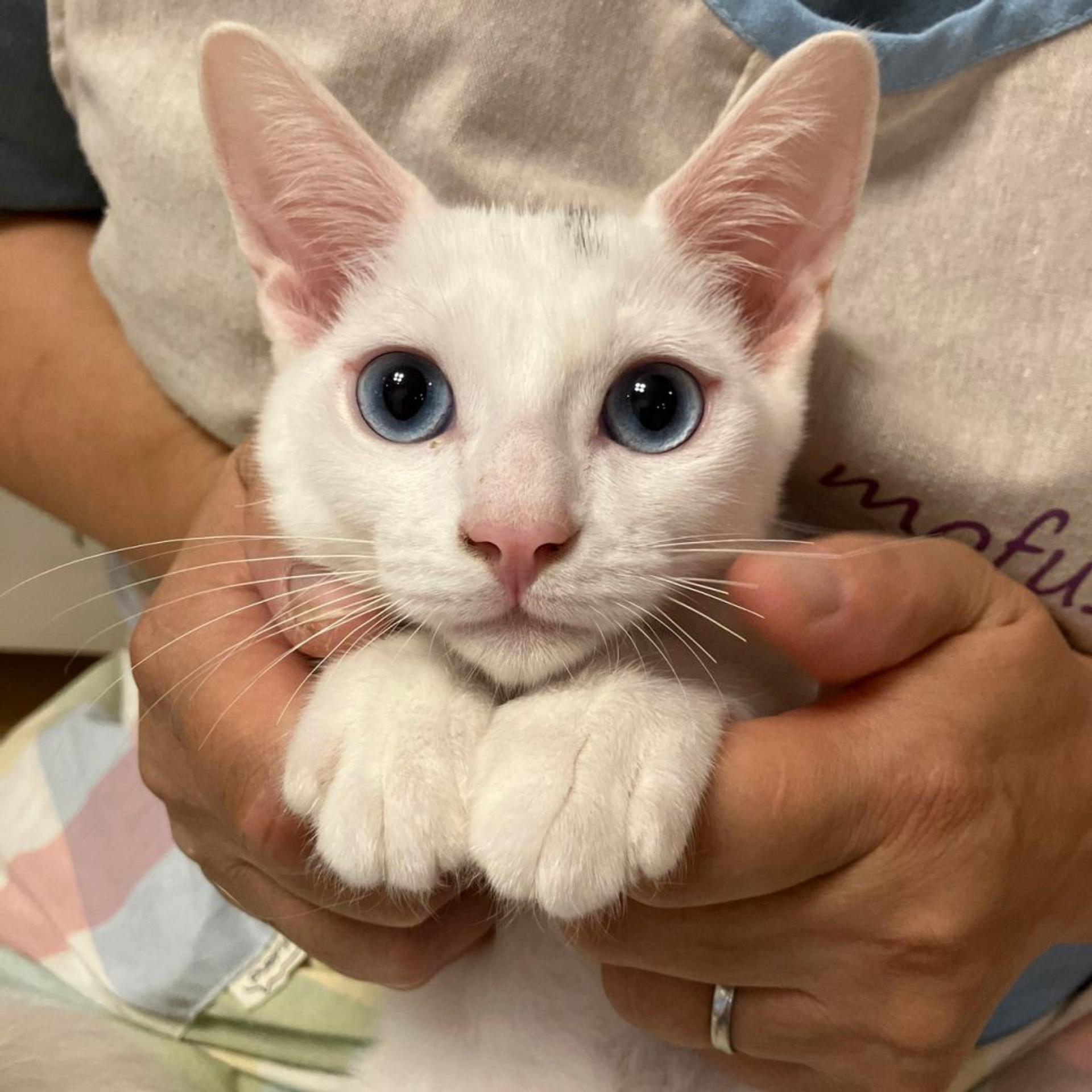 pet-image-6
