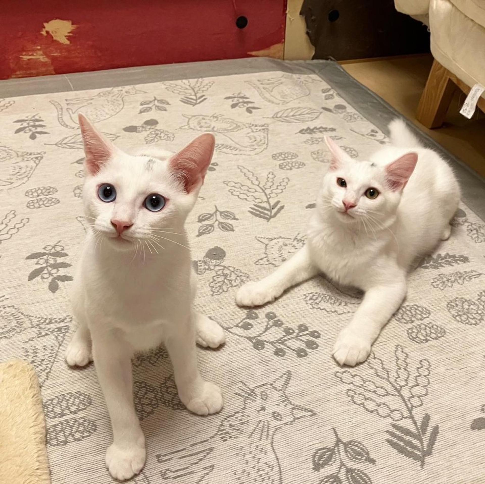 pet-image-8