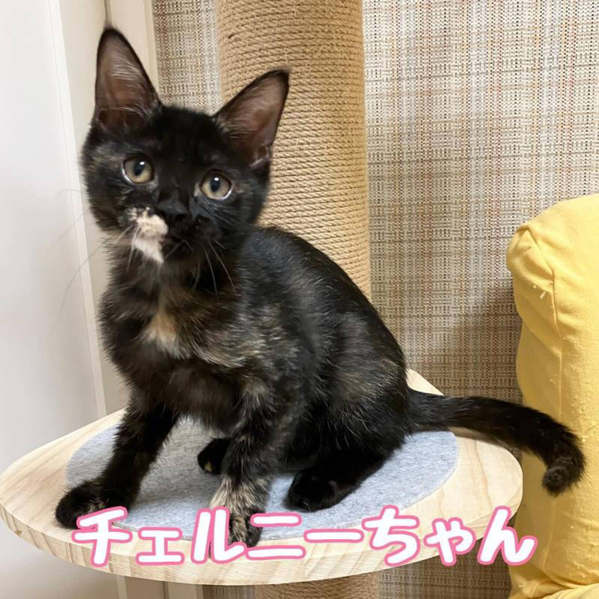 雑種（ミックス猫）・メスの里親募集の写真
